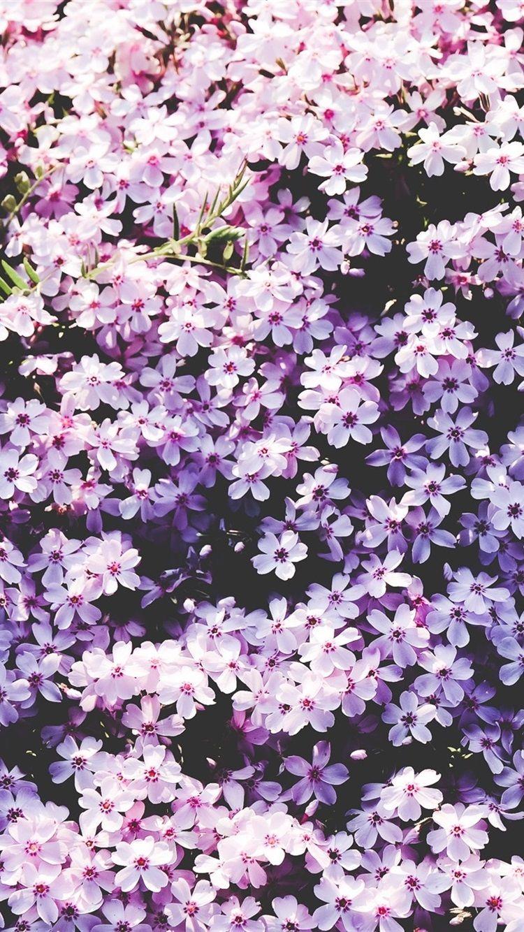 Garden iPhone Wallpapers Top Free Garden iPhone Backgrounds