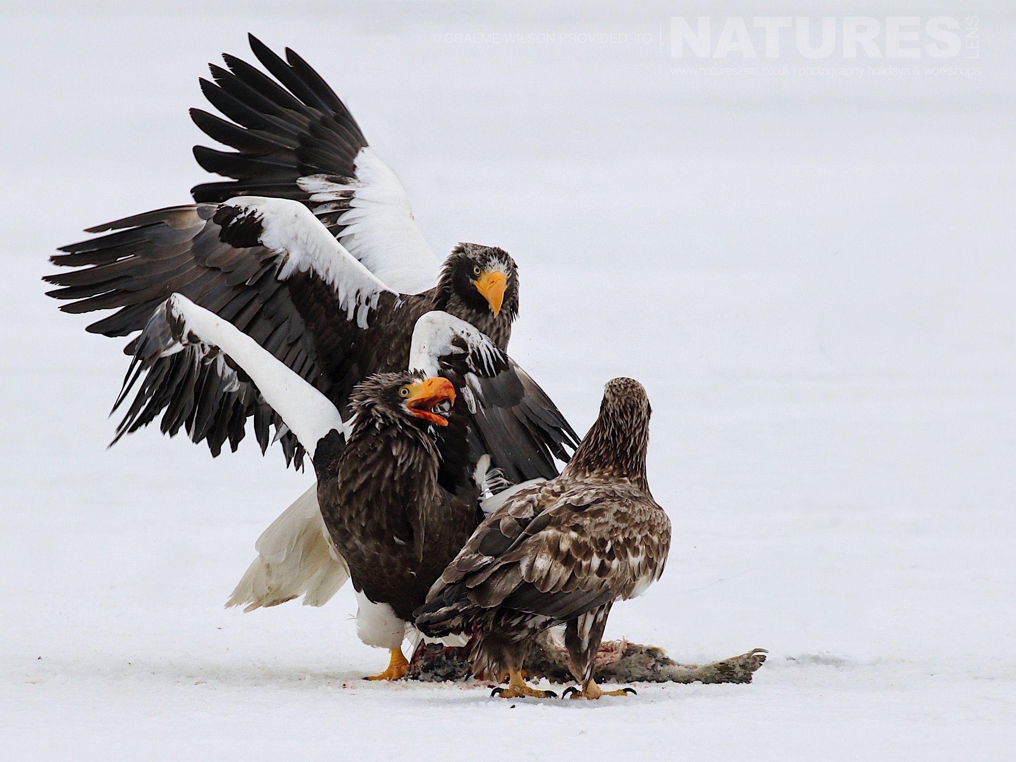 2048x1536 Graeme's thoughts on our Japanese Winter Wildlife Photography