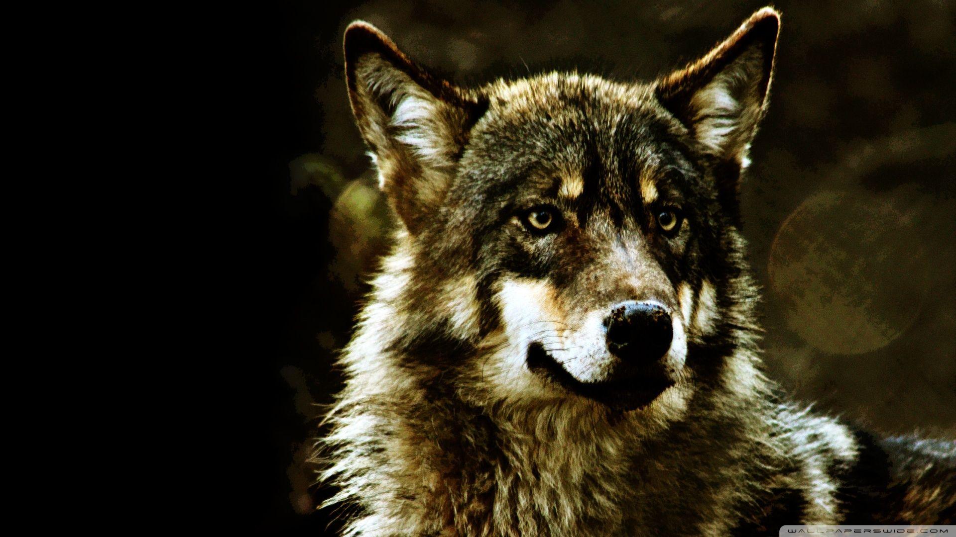 1920x1080 Free download Wolf Wallpaper HD Desktop Background 1920x1080