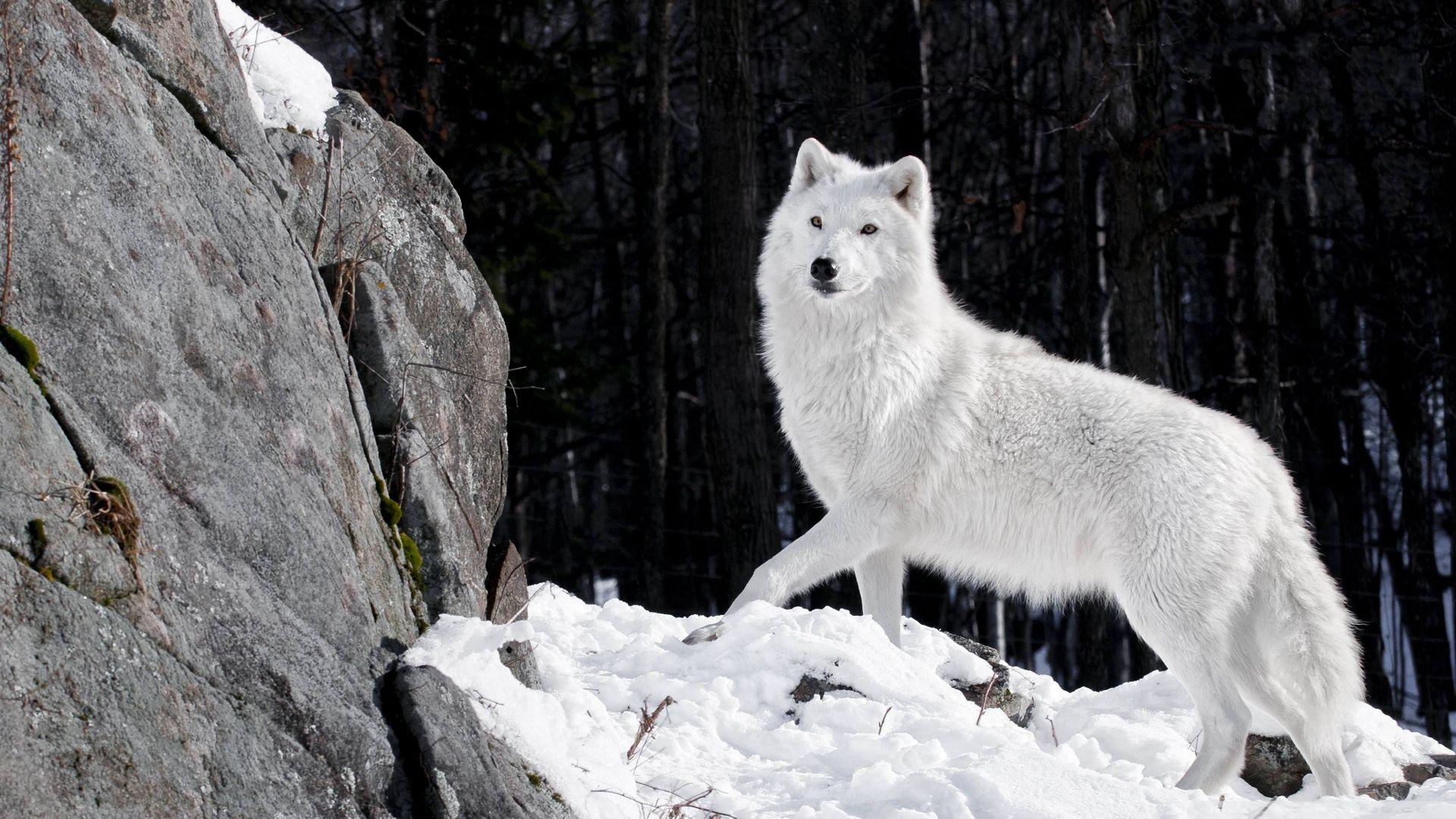 1920x1080 White Wolf Ultra HD Desktop Background Wallpaper for 4K UHD TV
