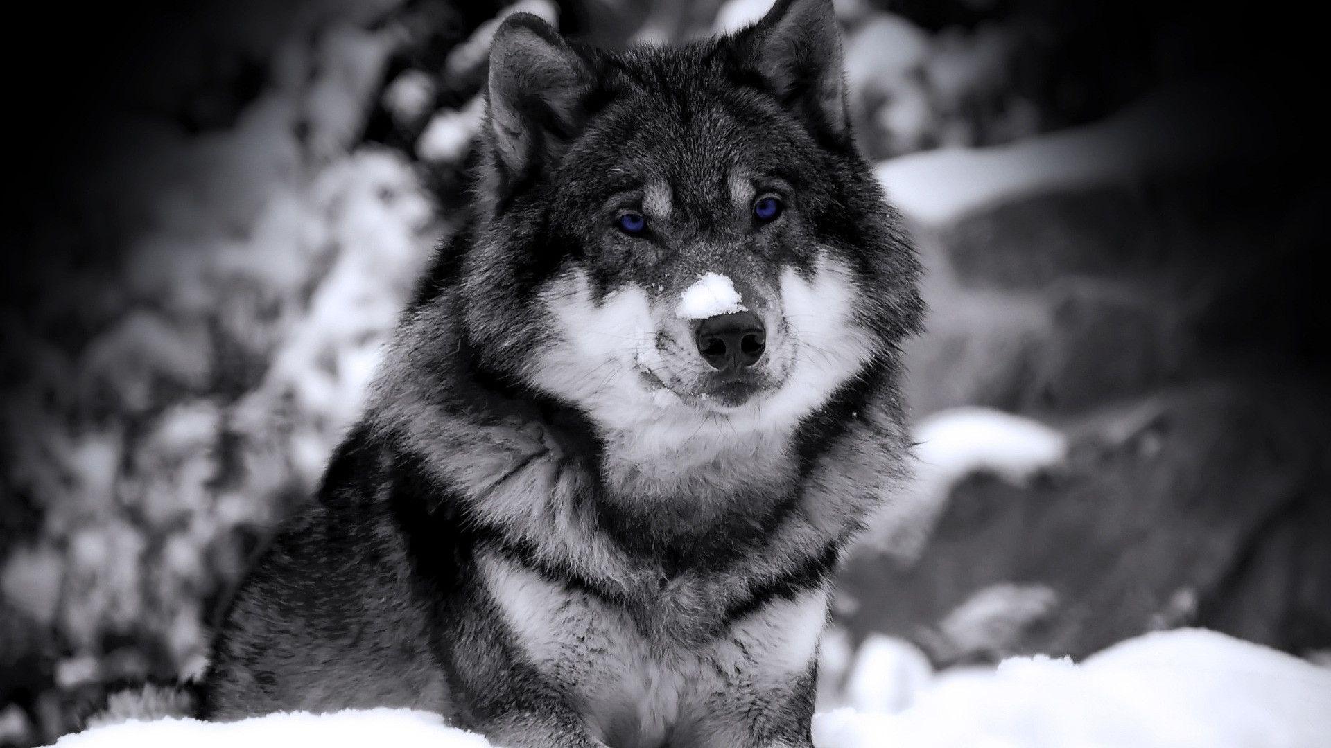 1920x1080 Wolf Image Galleries,. B.SCB WP&BG Collection