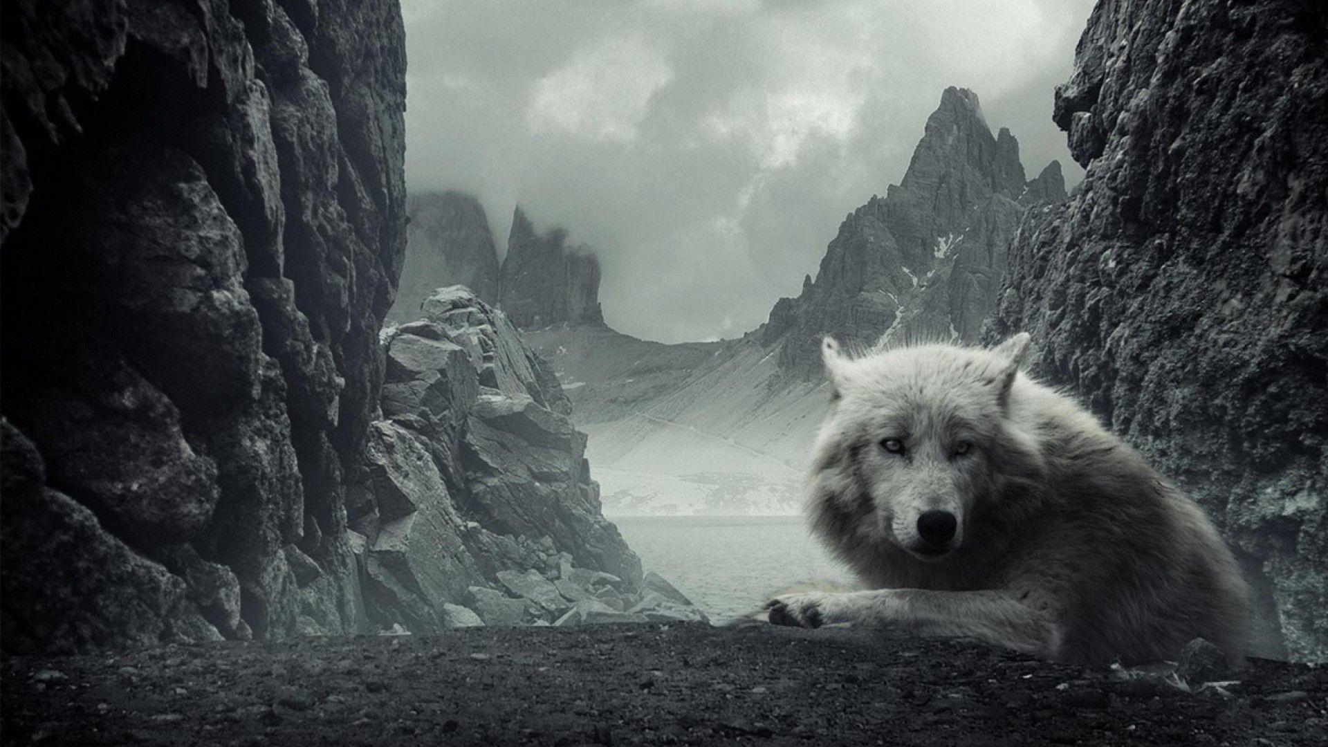 1920x1080 Wolf Wallpaper HD 1080p
