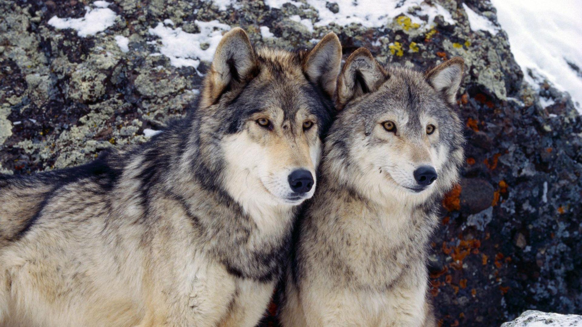 1920x1080 Download Wallpaper 1920x1080 wolf, steam, rocks, snow Full HD
