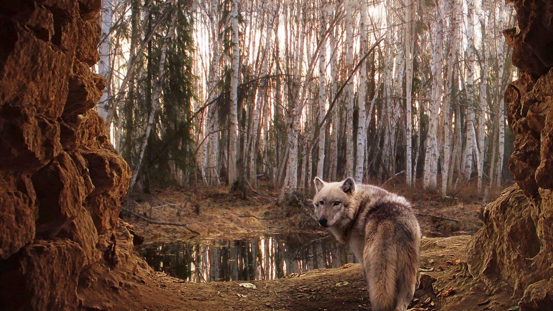 1920x1080 Free download File Name 920043 Download Modern Wolf The Wallpaper