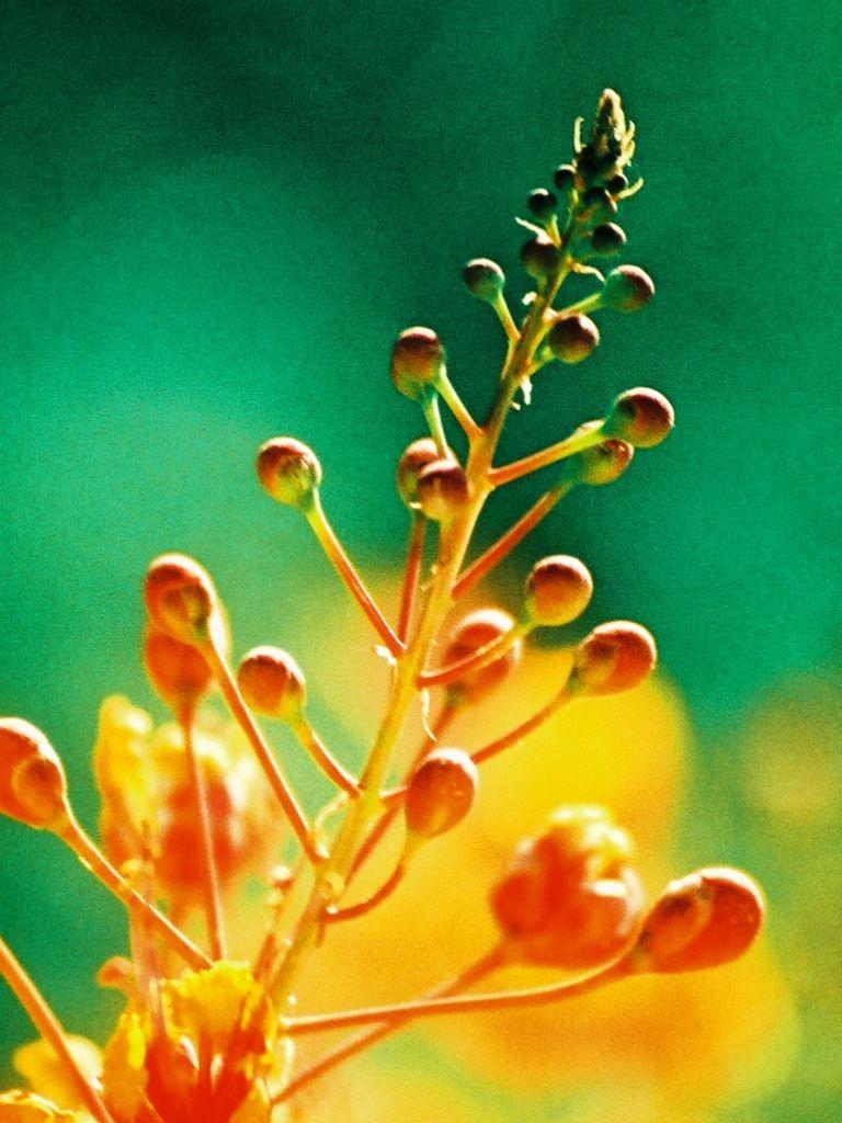 768x1024 Free download Bright Flower iPad Wallpaper Download iPad