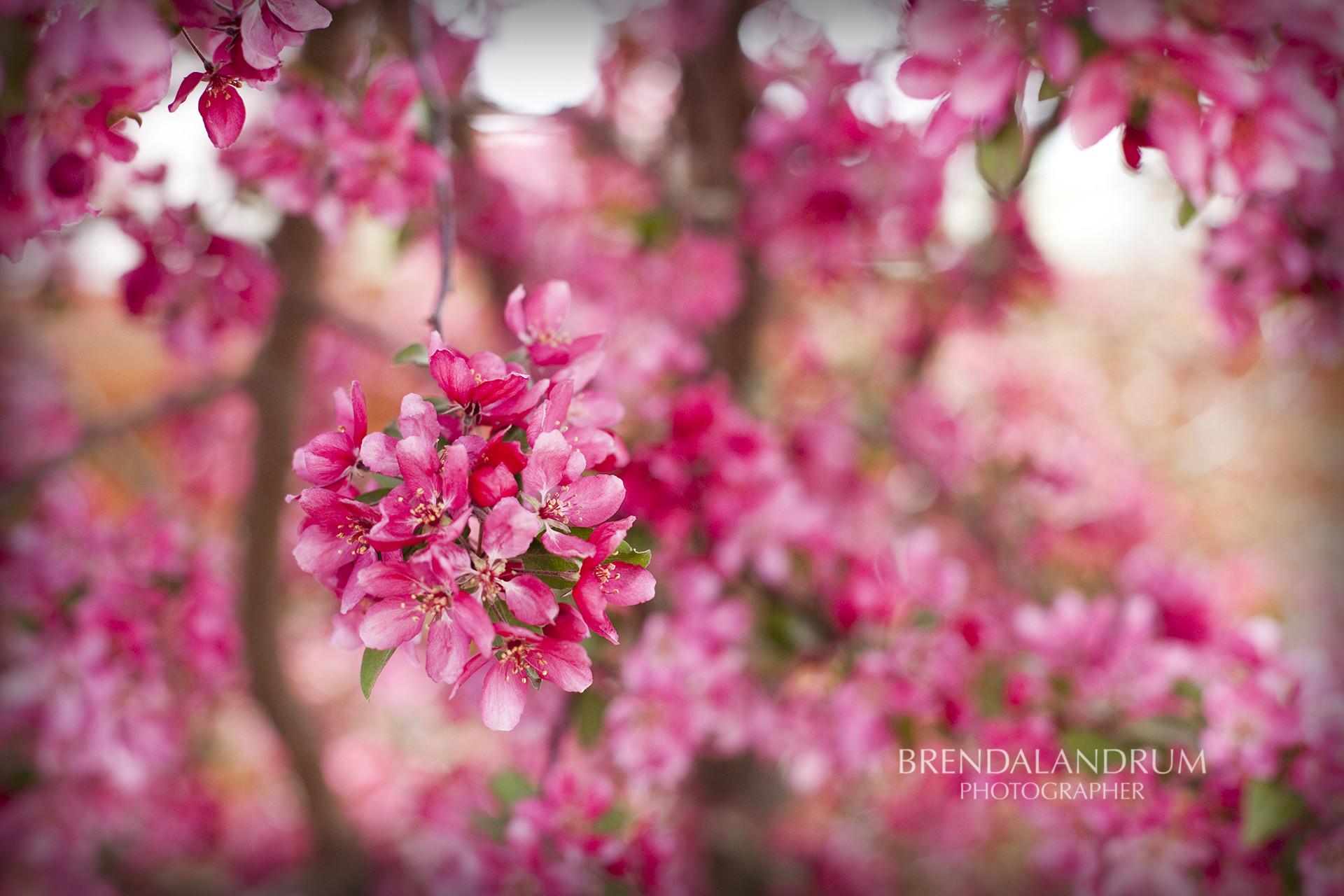 1920x1280 April Free Wallpaper For Desktop iPhone and iPad