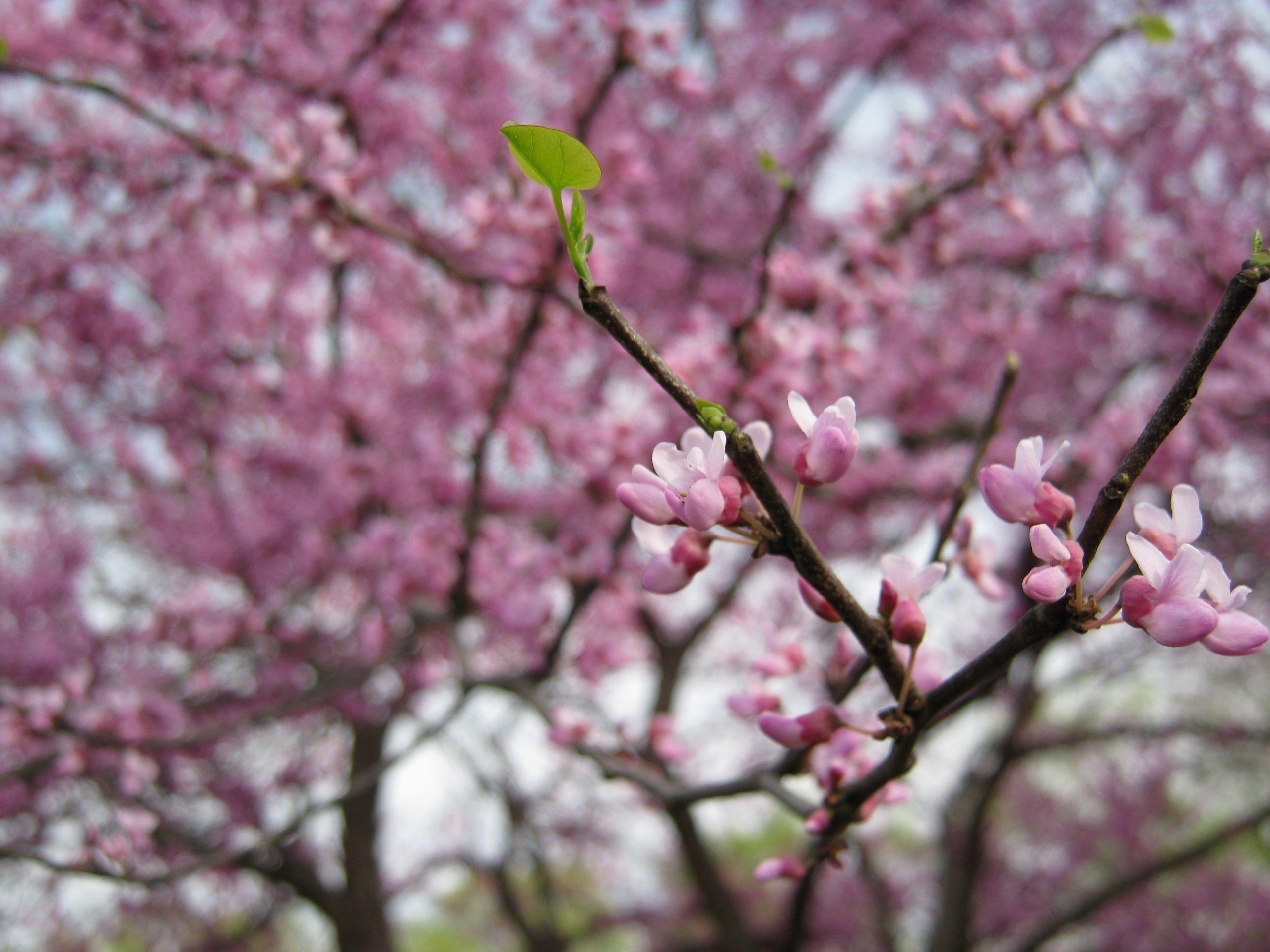 2560x1920 New Growth wallpaper. New Growth