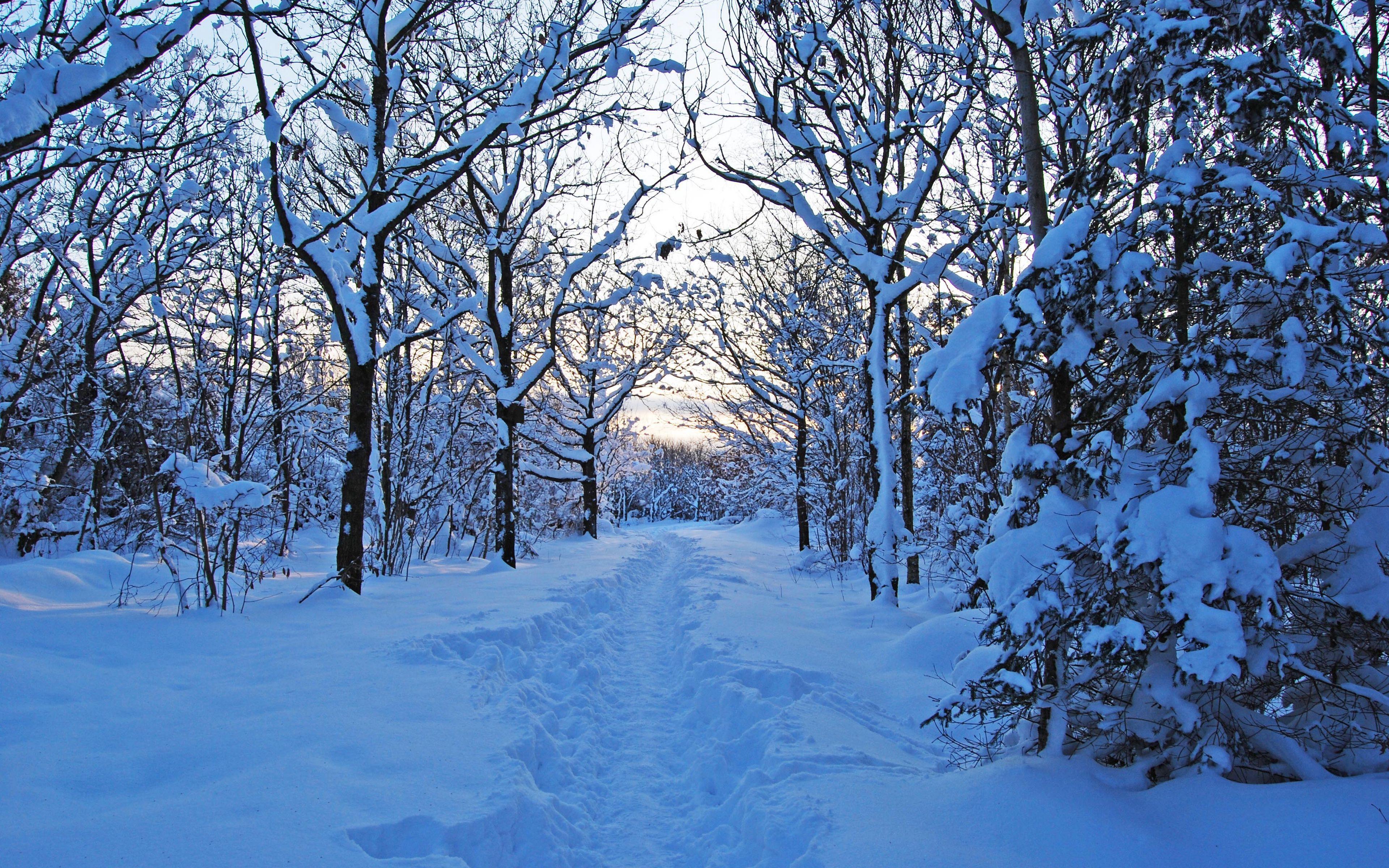 3840x2400 Download wallpaper 3840x2400 morning, winter, snow, snowdrifts