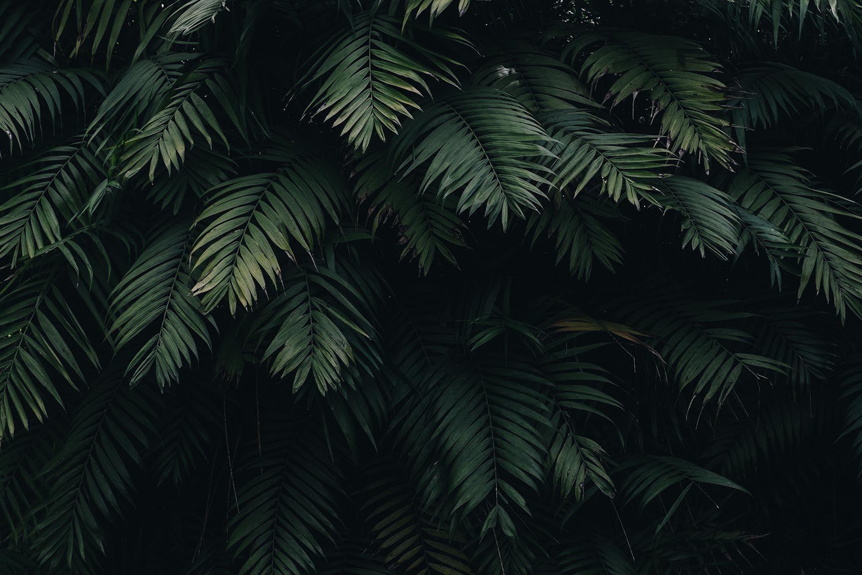 1730x1155 Tropical iPhone Wallpaper Archives