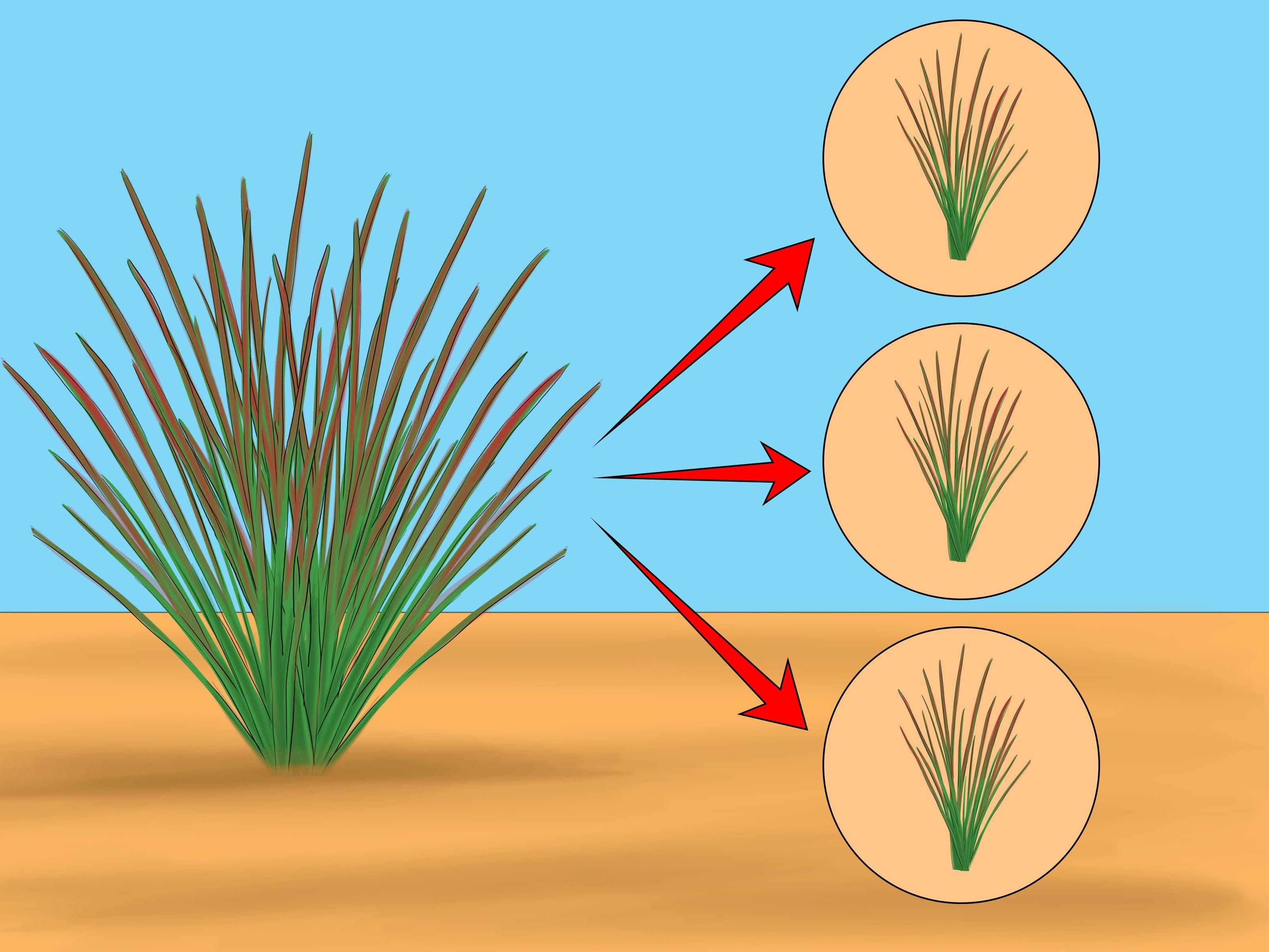 3200x2400 How to Grow Japanese Blood Grass: 6 Steps (with Picture)