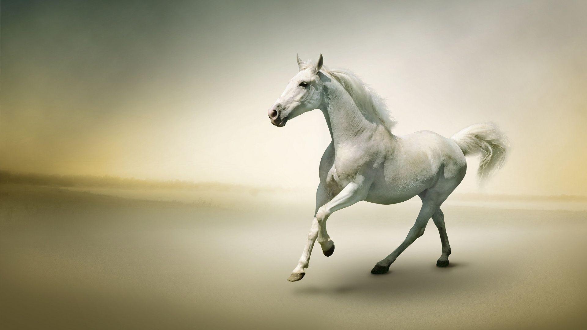 1920x1080 Hd Horse Wallpapers Top Free 1920x1080 Hd Horse Backgrounds