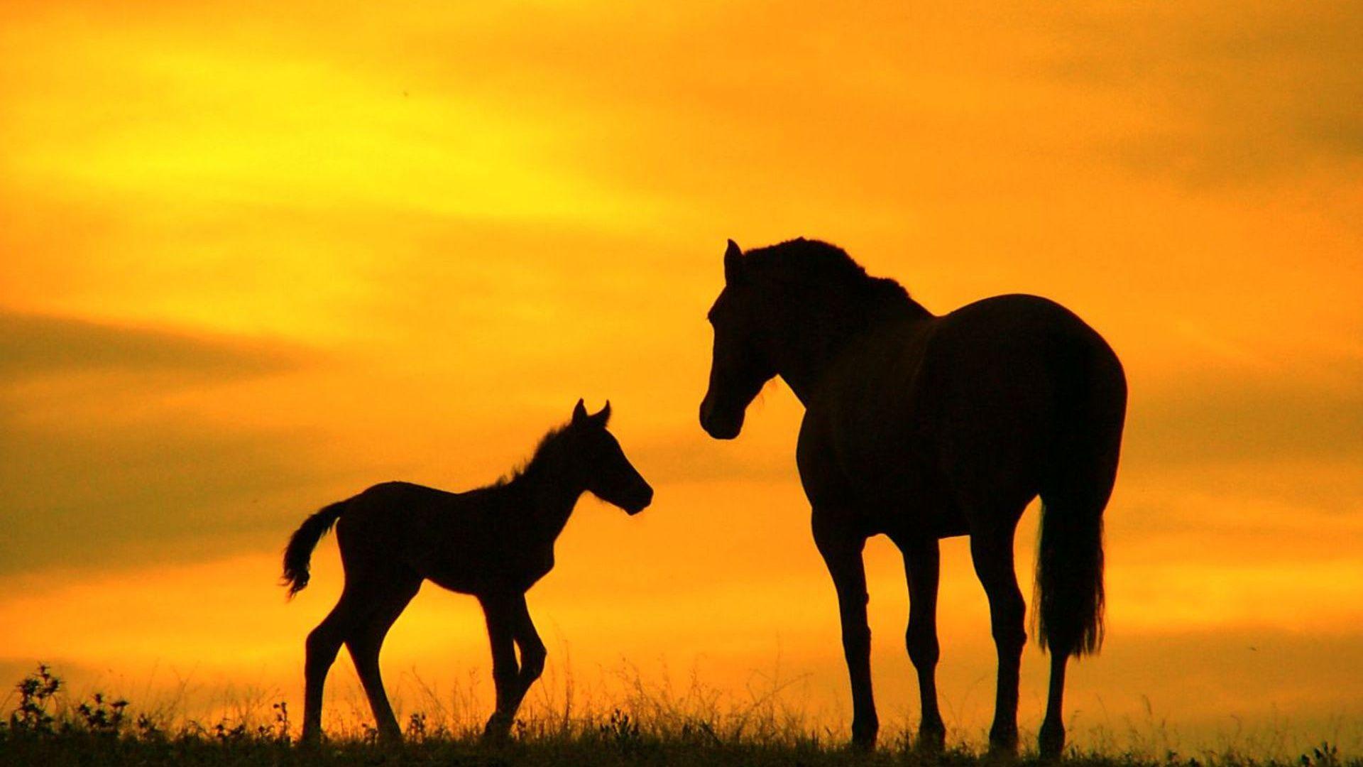 1920x1080 Horse Silhouette, sunset, horses desktop PC and Mac