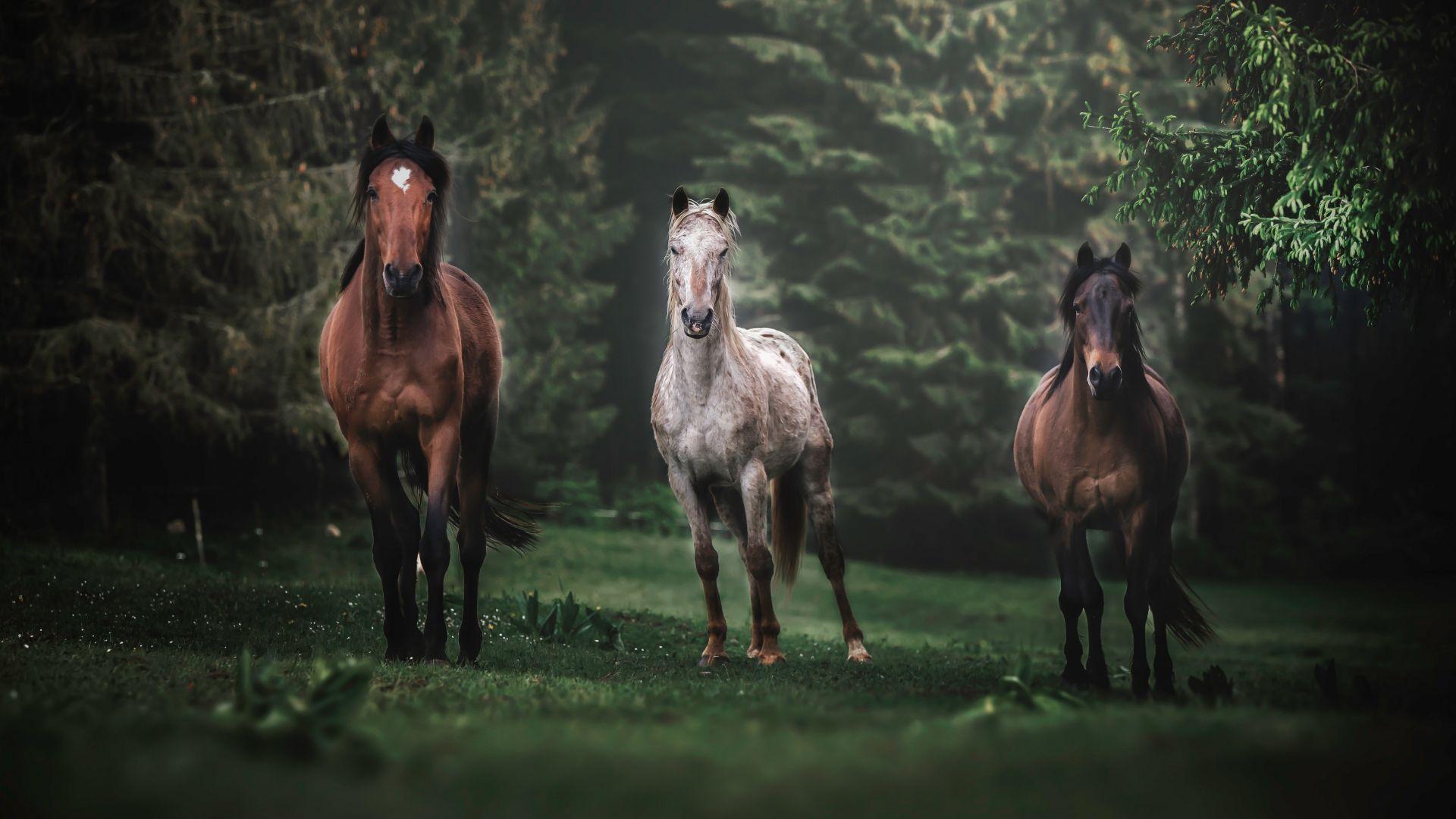 1920x1080 Download 1920x1080 wallpaper horses, animals, herd, run, portrait