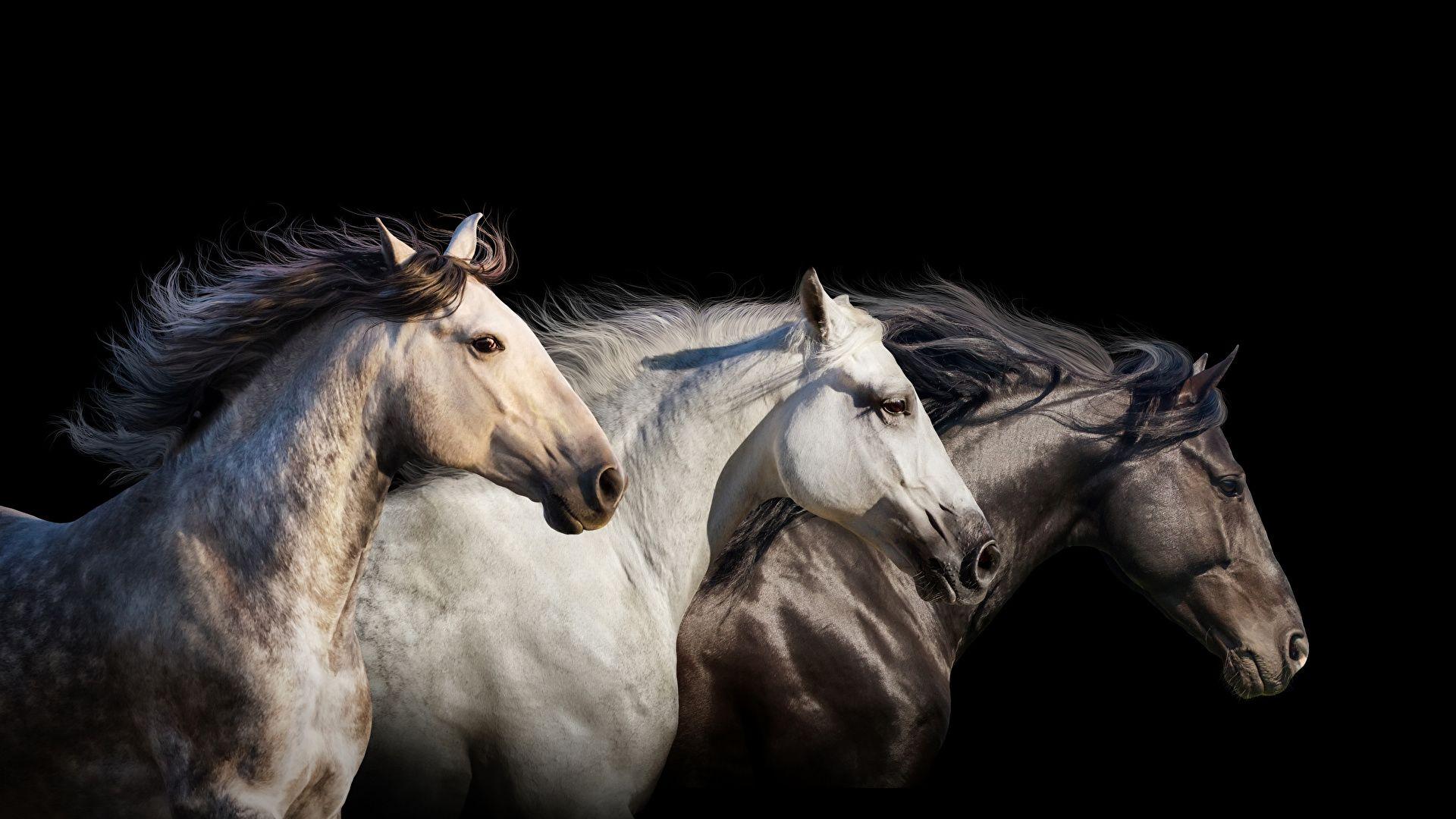 1920x1080 Wallpaper Horses Three 3 Animals Black background 1920x1080