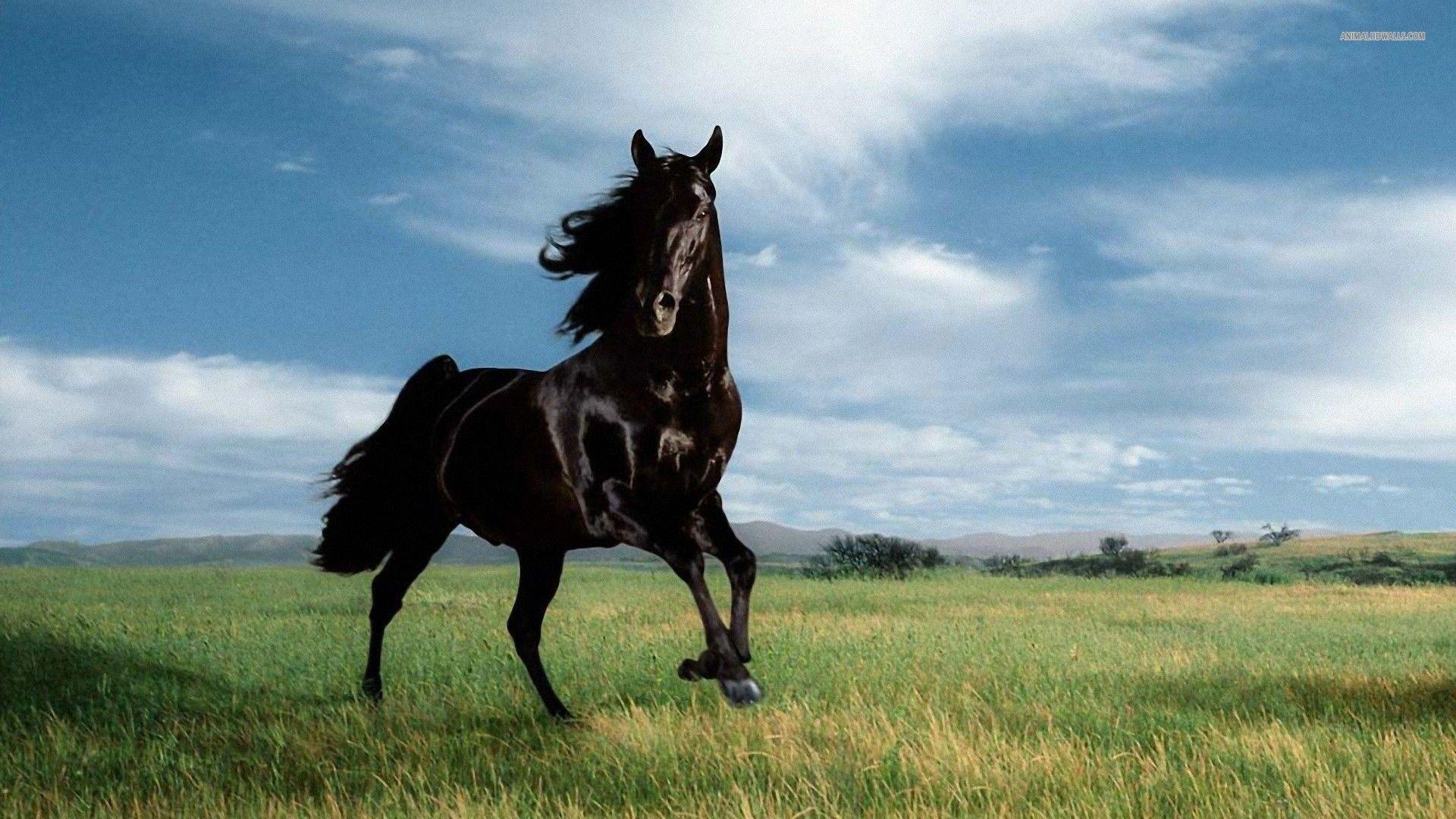 1920x1080 Foal Desktop Background. Foal Wallpaper