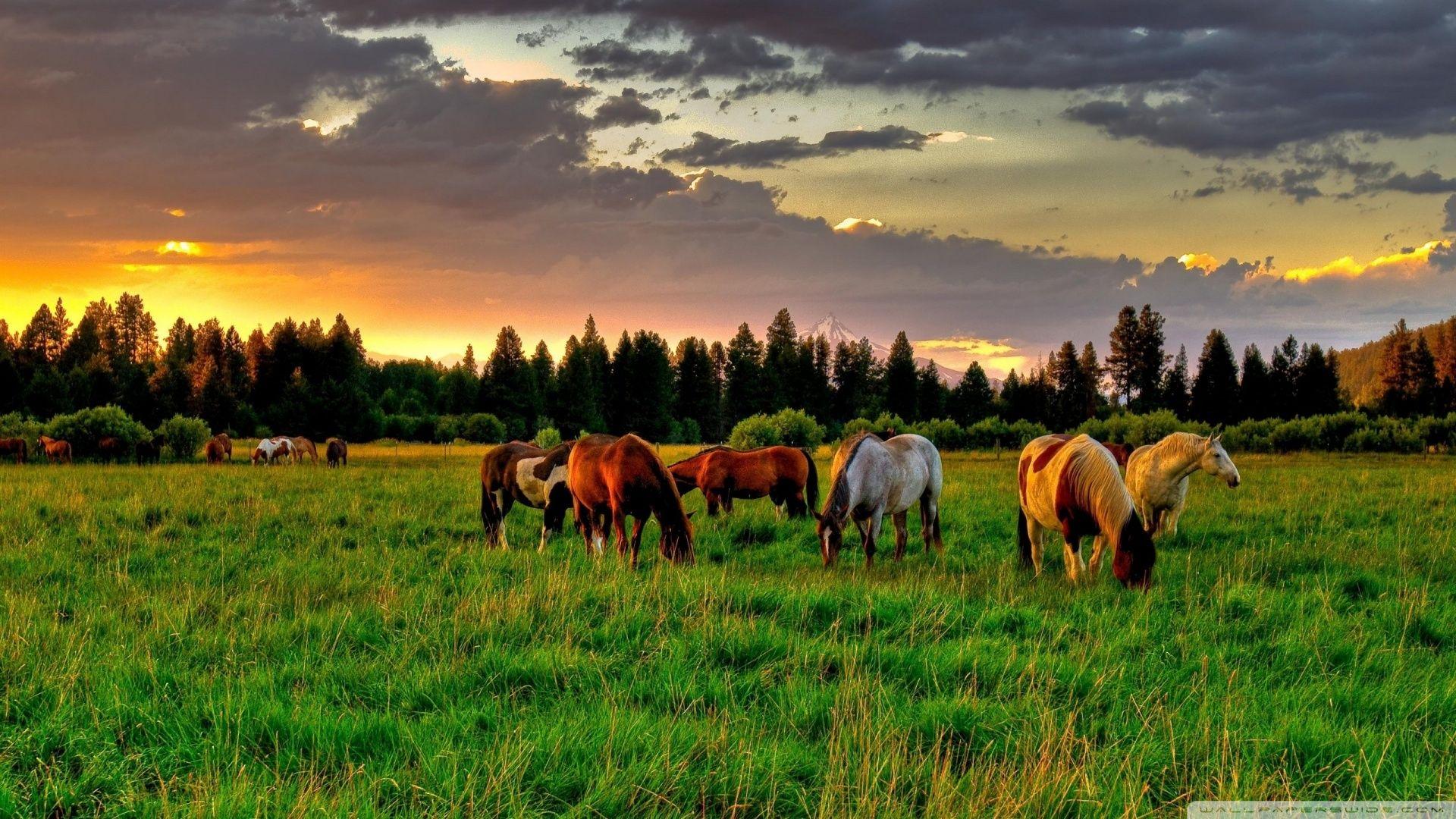 1920x1080 Grazing Wallpaper. Grazing Wallpaper