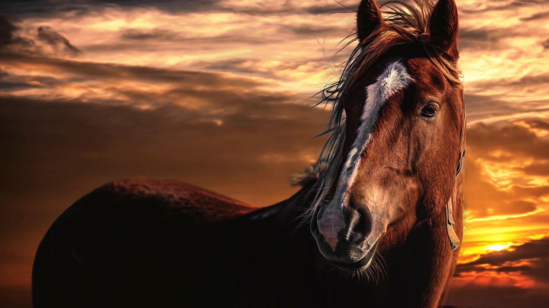 1920x1080 Download 1920x1080 HD Wallpaper horse sunset powerful, Desktop Background HD