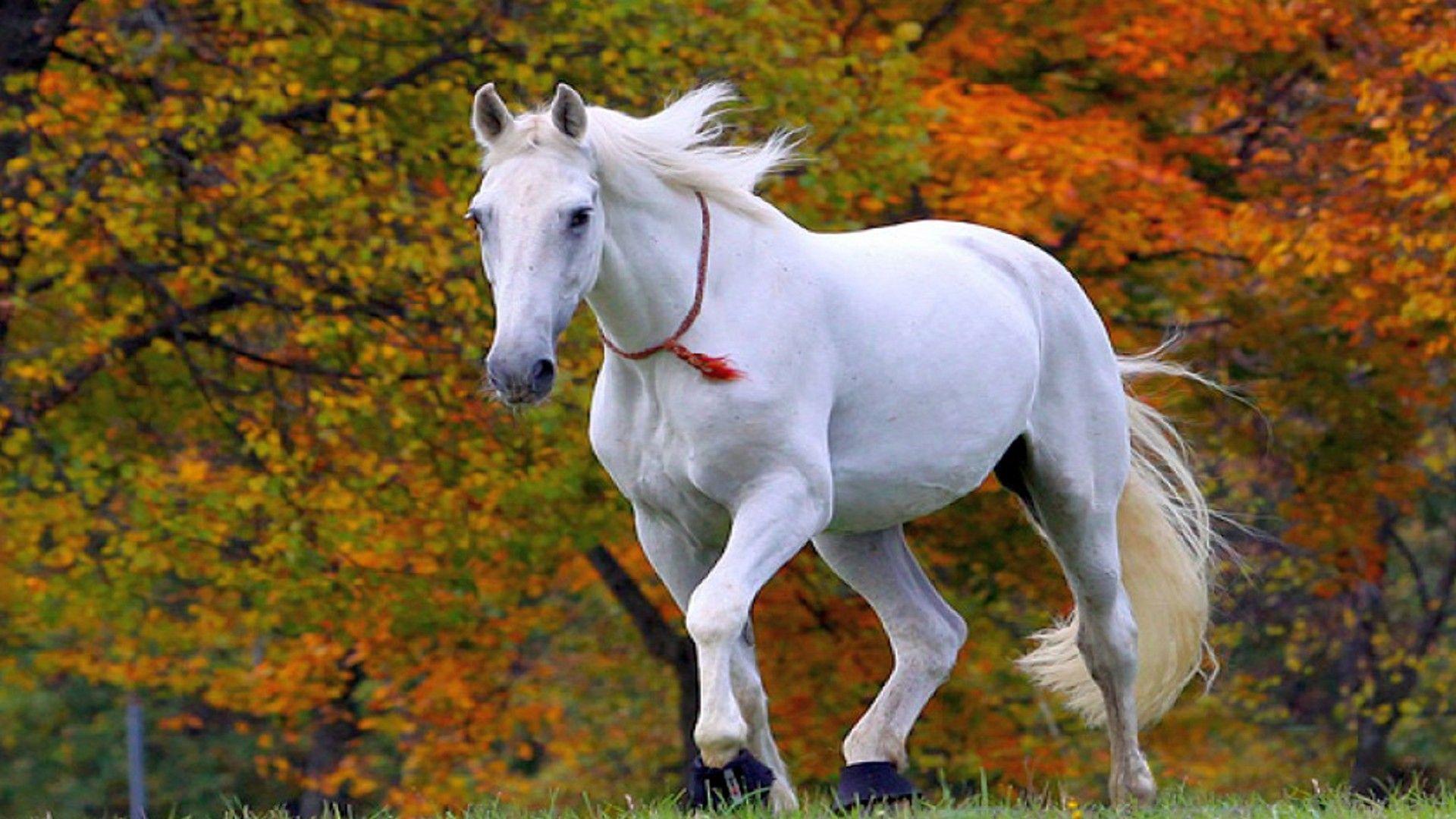 Beautiful Horse Wallpapers Top Free Beautiful Horse Backgrounds