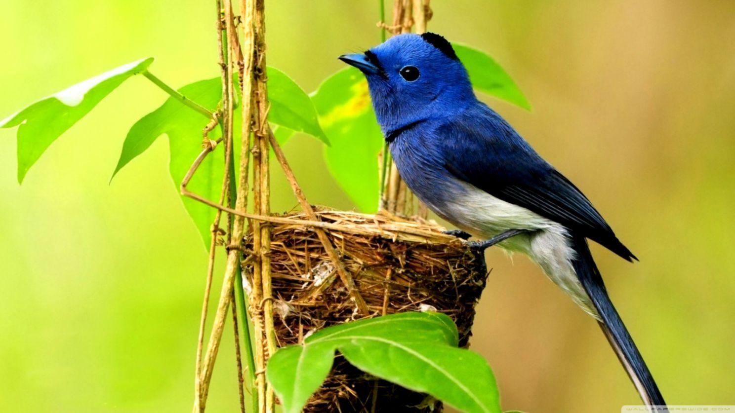 1488x837 Beautiful Blue Bird ❤ 4k HD Desktop Wallpaper For 4k Full