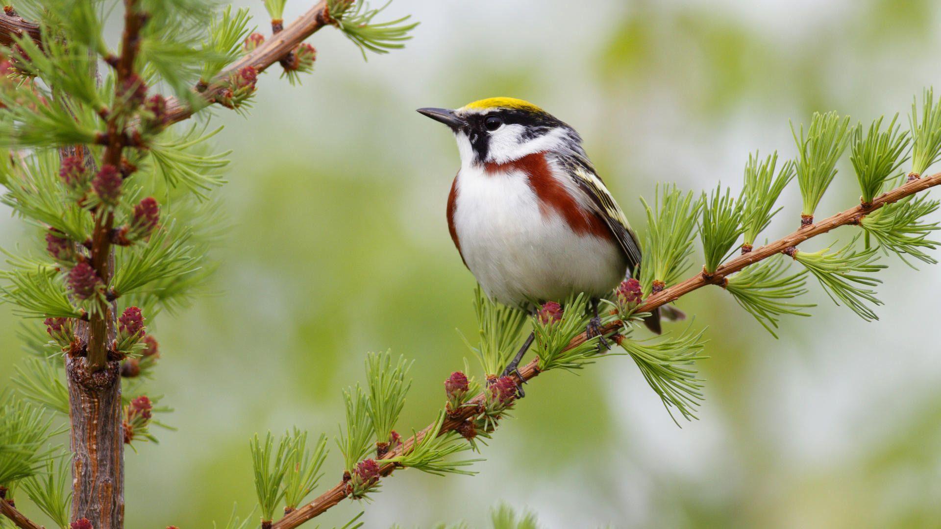1920x1080 Beautiful Bird Wallpaper