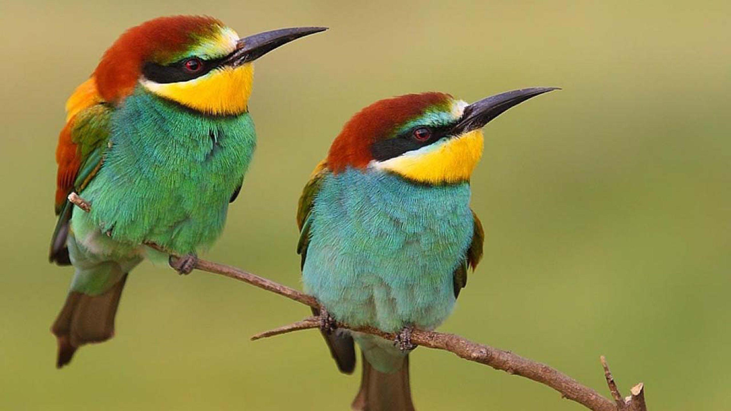 2880x1620 Hd Wallpaper With Most Beautiful Birds In The World 2880x1620