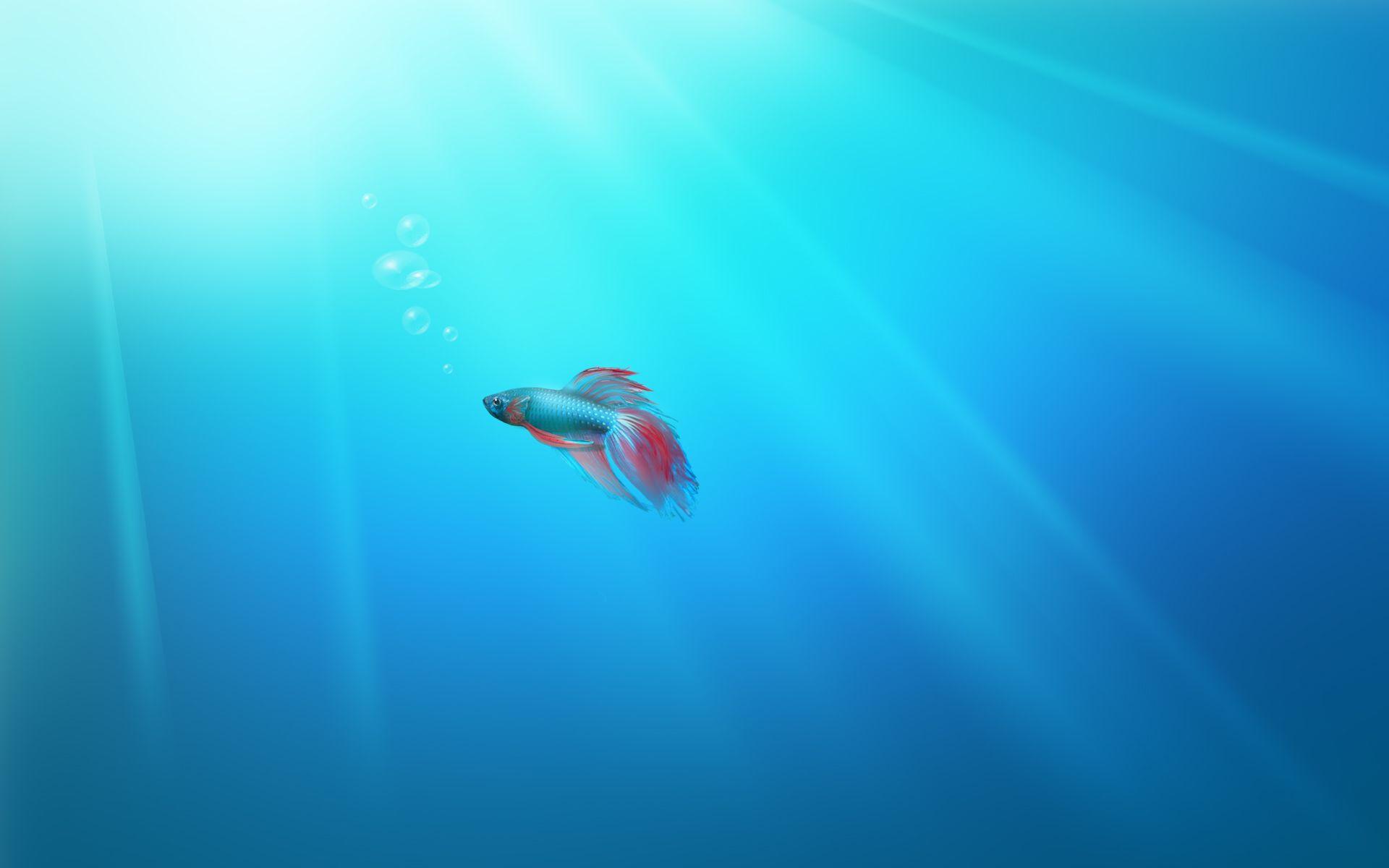 1920x1200 Love, fish, room, chillout, wallpaper