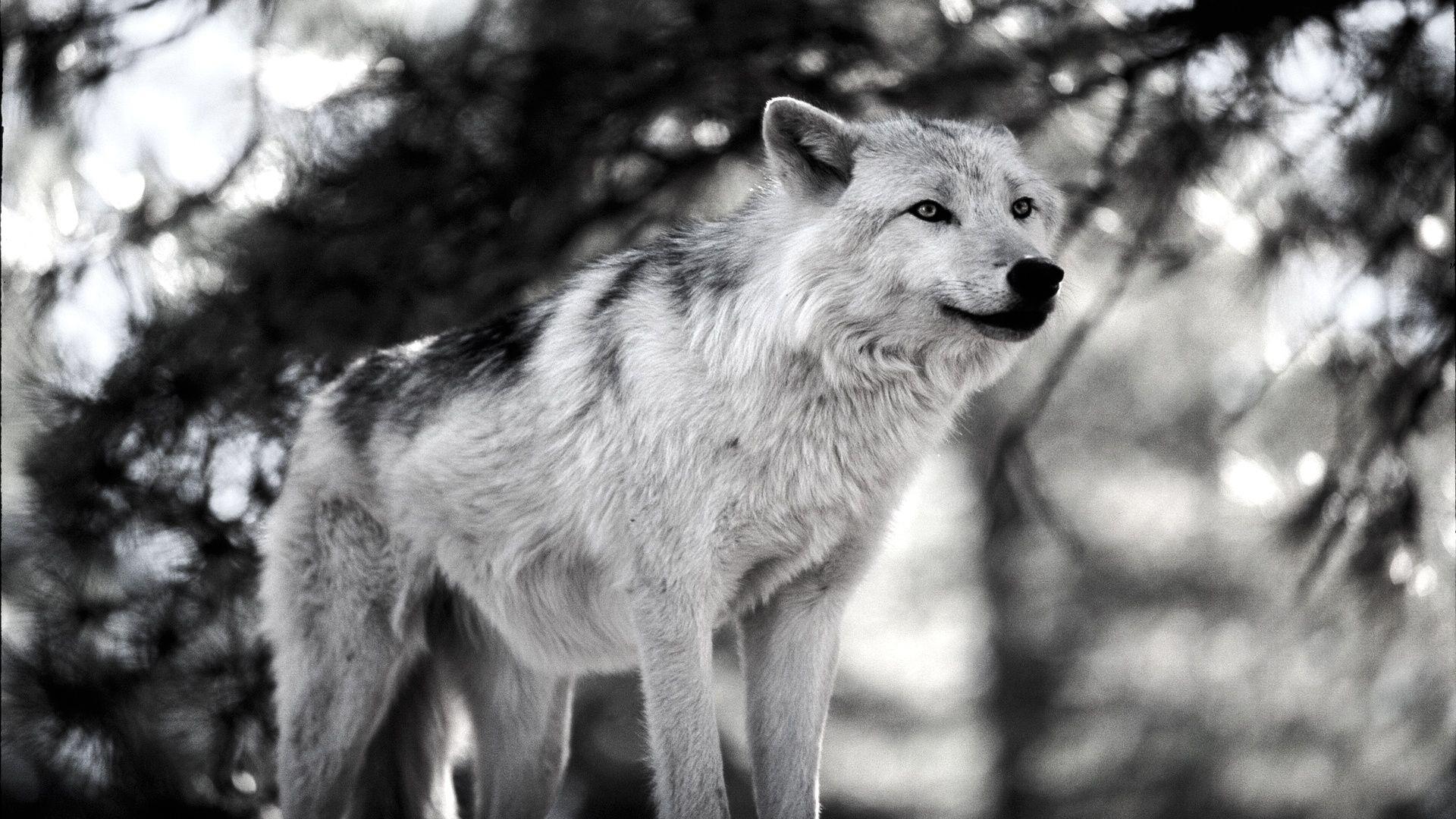 1920x1080 Wolf Wallpaper