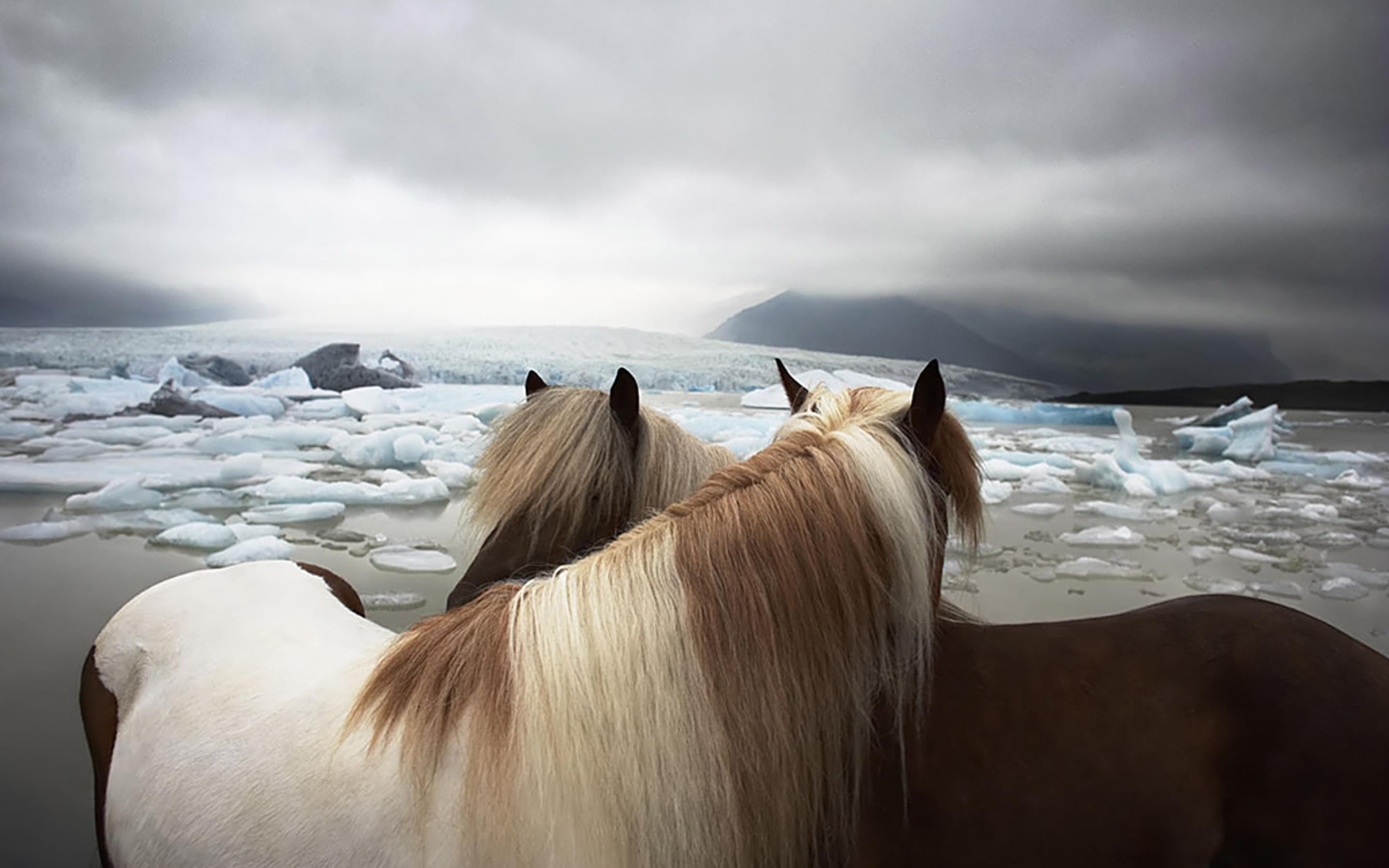 2880x1800 Free download Horses on the beach wallpaper and image wallpaper