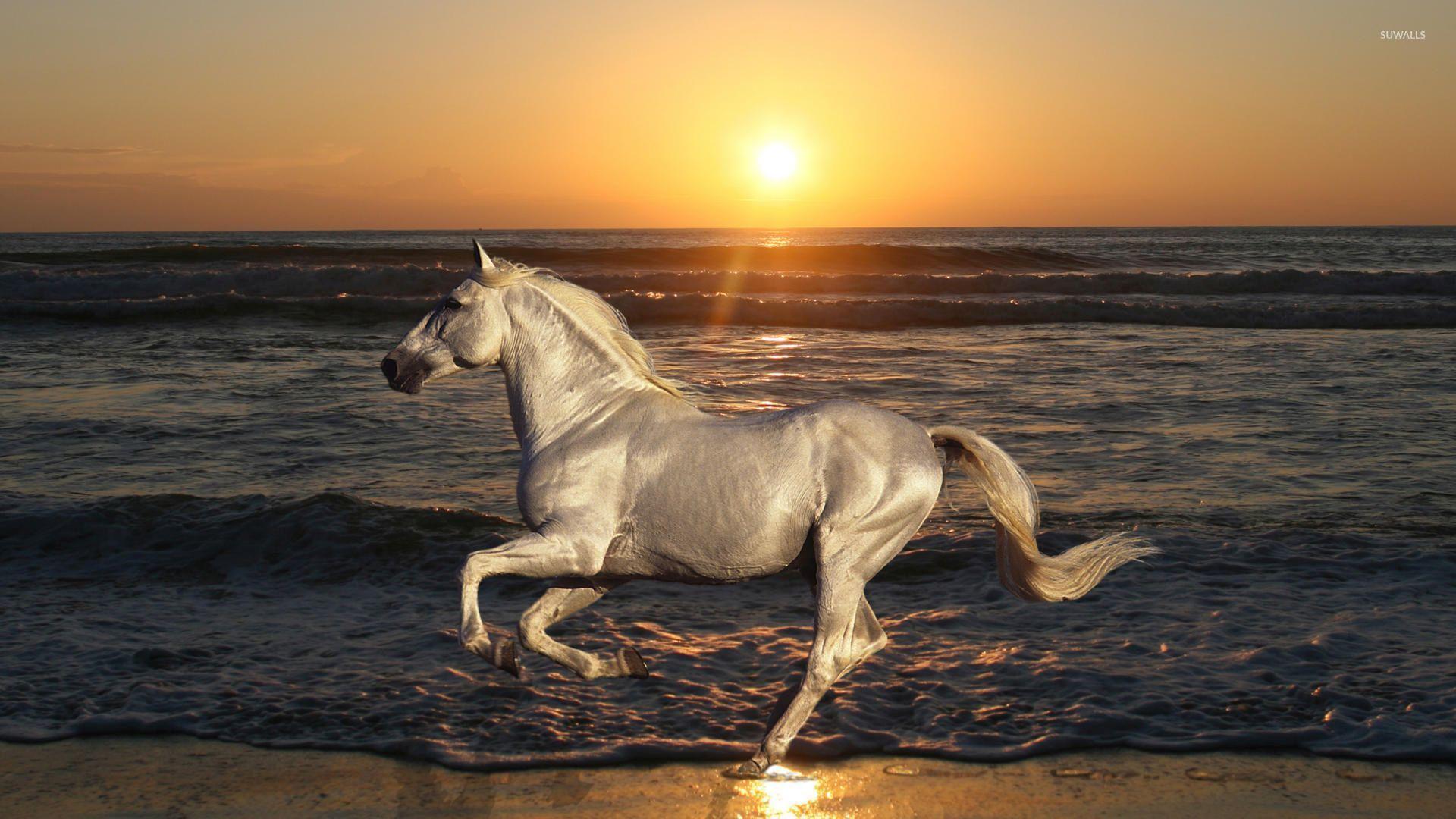 1920x1080 White horse running on the beach wallpaper wallpaper