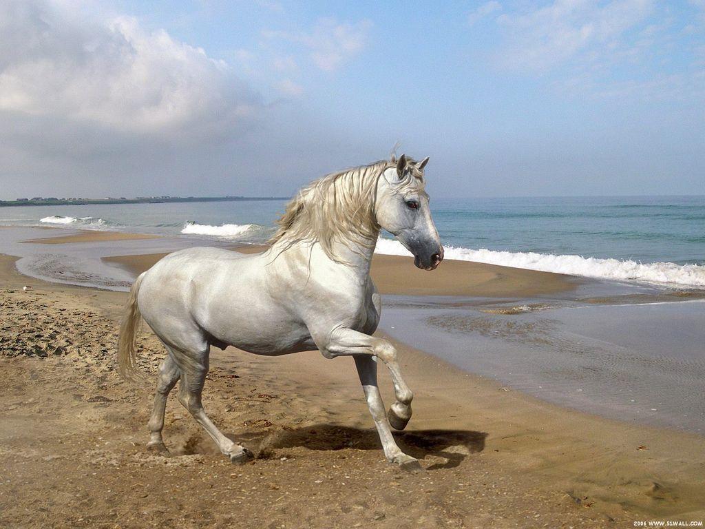 1024x768 WnP: Wallpaper & Picture: Horse Beach Dance Wallpaper