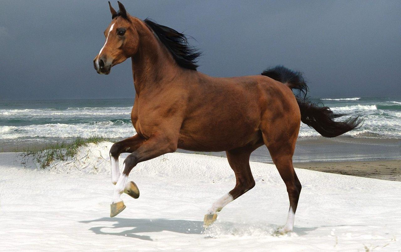 1280x804 Horse on the beach wallpaper. Horse on the beach