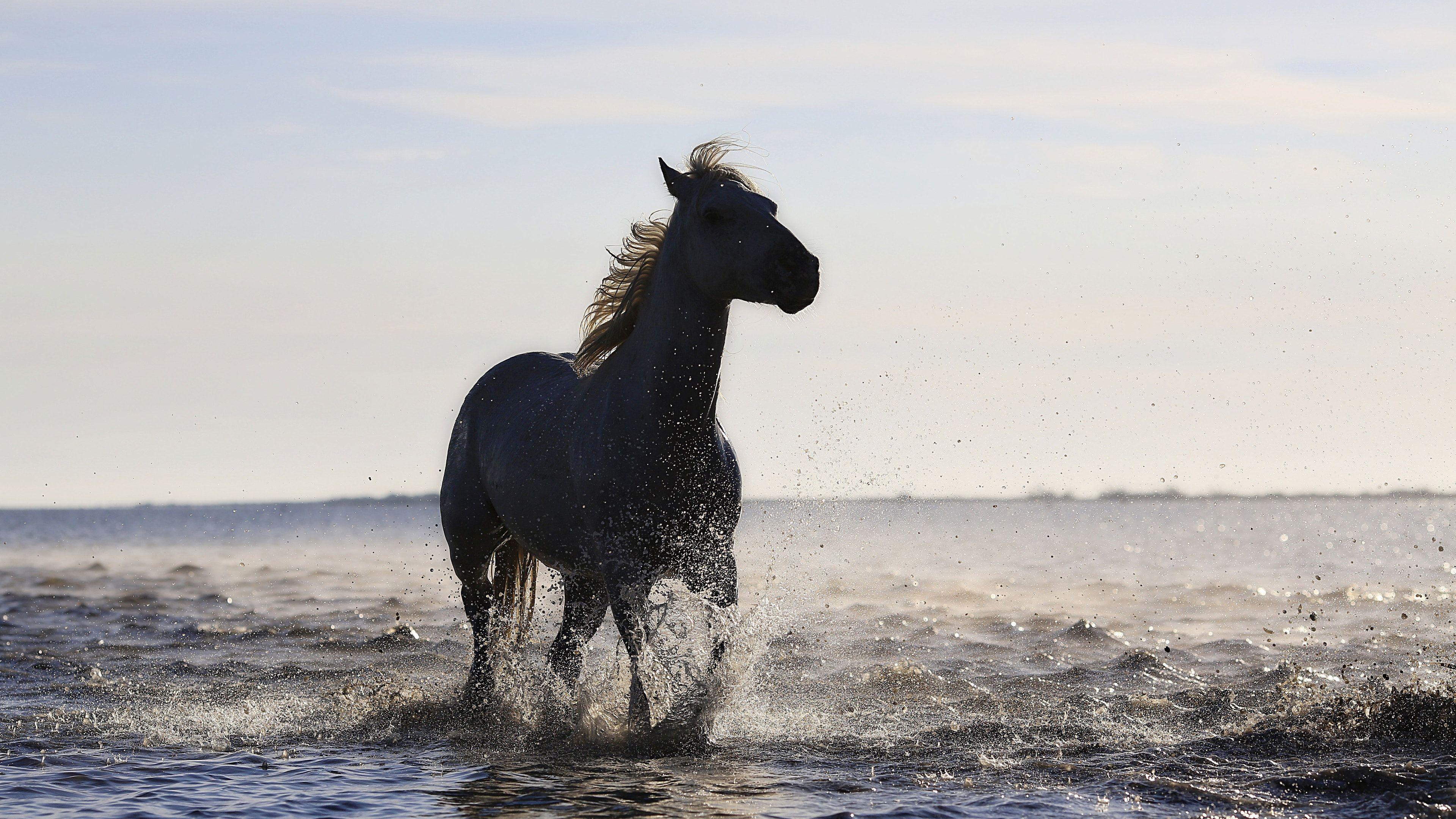 3840x2160 Wallpaper 4k Horse Running On The Beach 4k 4k 4k Wallpaper