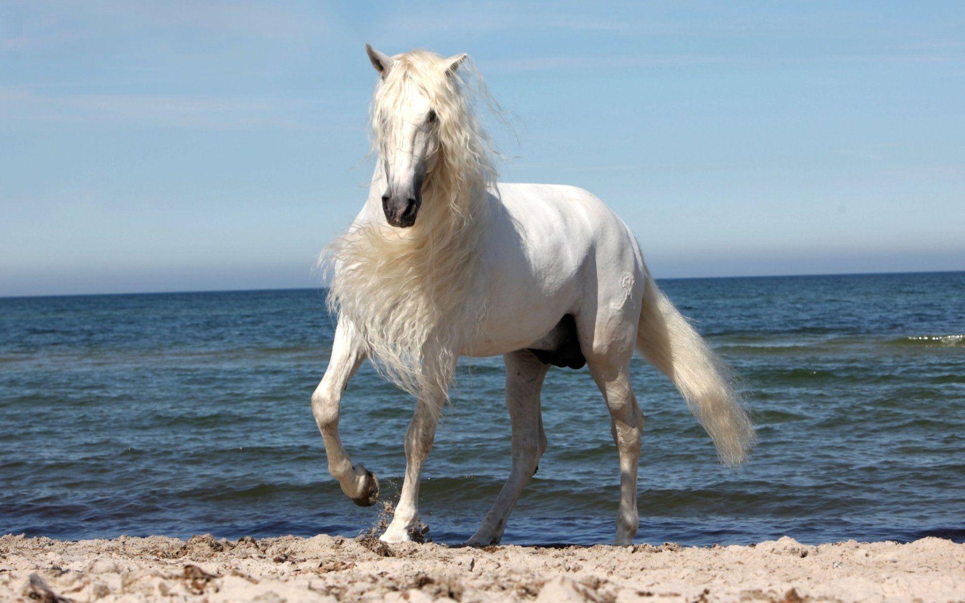 1920x1200 White Horse Galloping on a Beach HD Wallpaper. Background Image