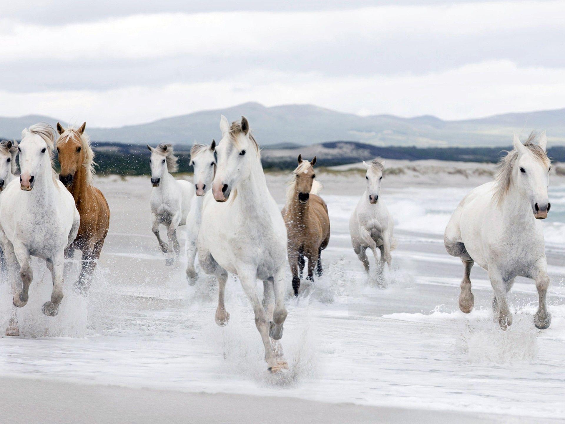 1920x1440 Beautiful White Horse Running Beach Wallpaper HD 78294