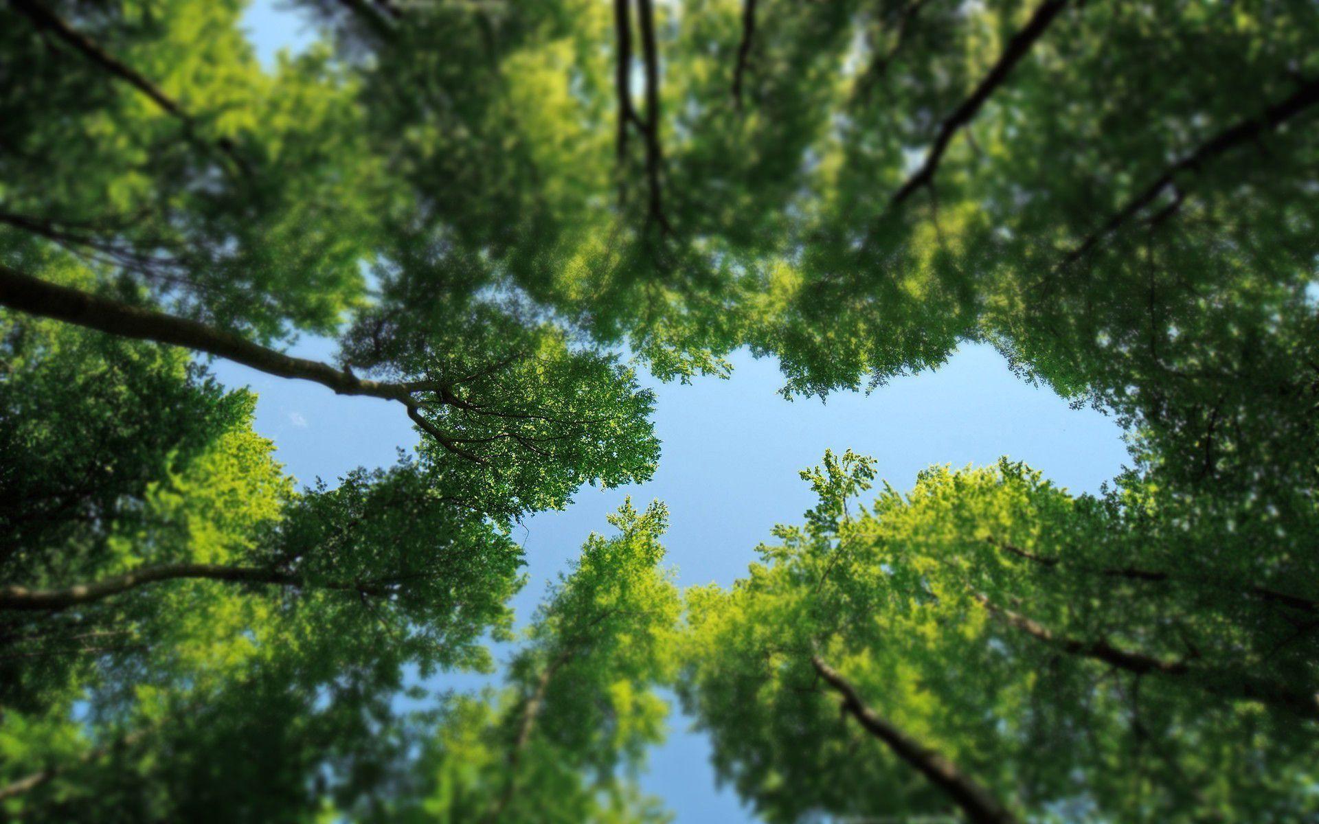 trees background