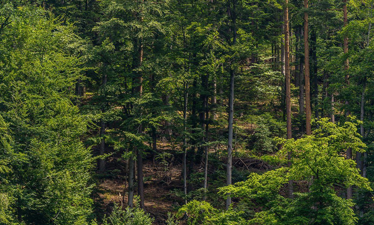 1280x771 Desktop Wallpaper Schwarzwald Nature Forests Trees
