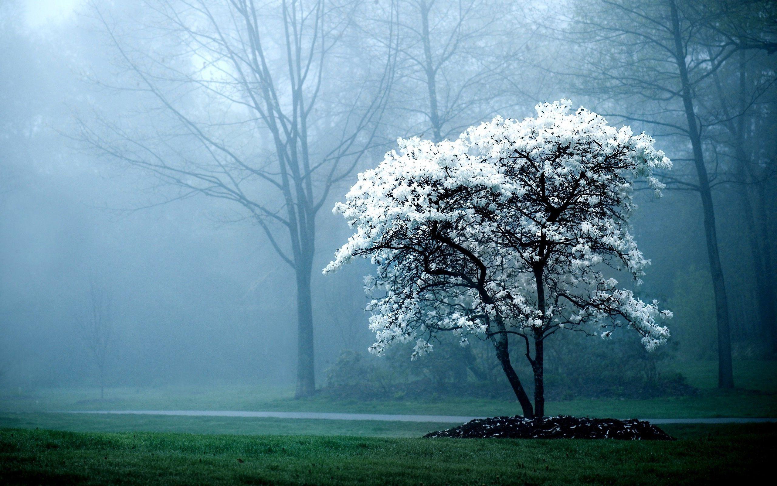 2560x1600 White Tree Fog Mist Forest Hd Wallpaper Lovely Desktop Background