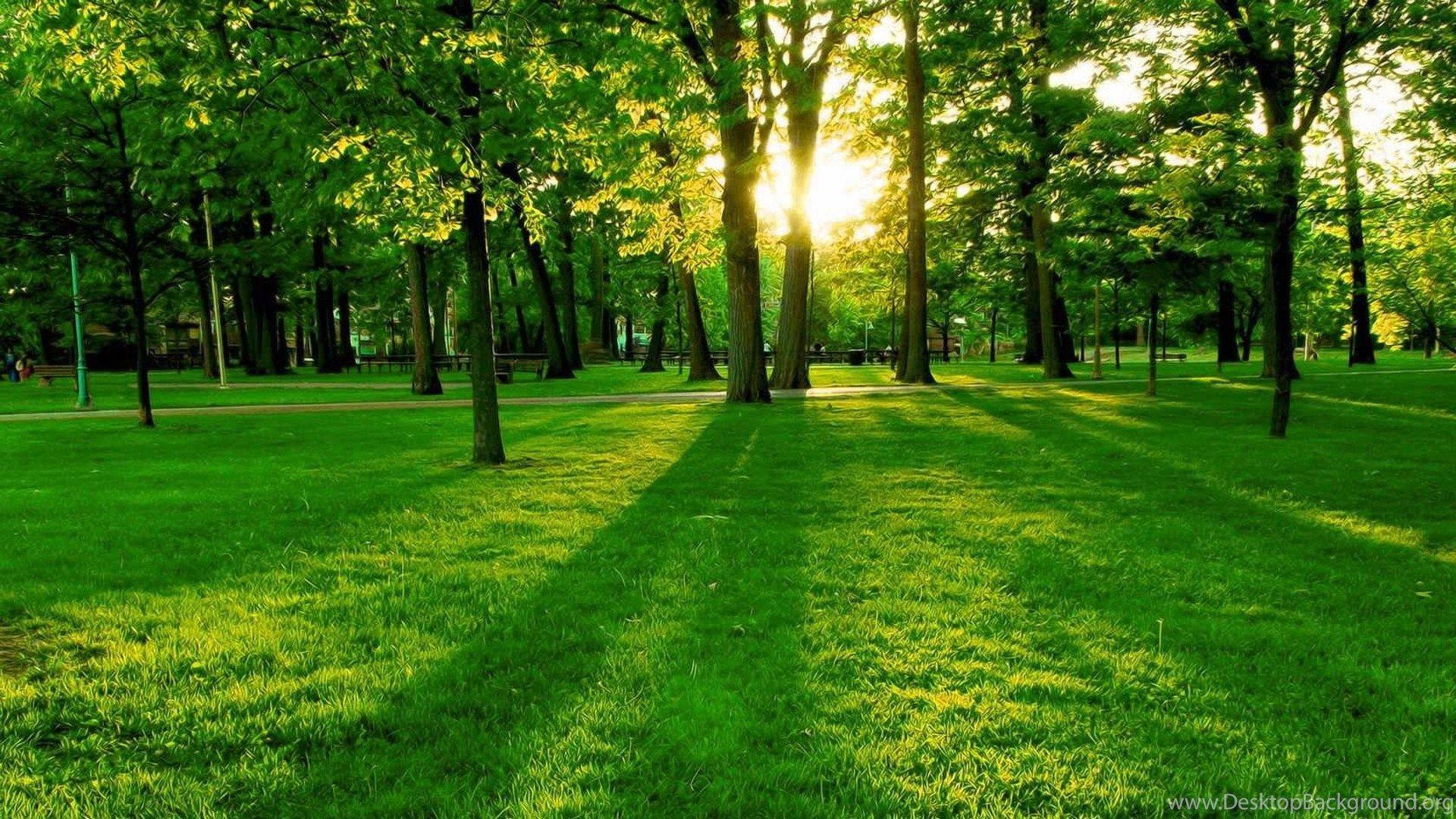 1920x1080 Trees HD Wallpaper HD Wallpaper Background Of Your Choice