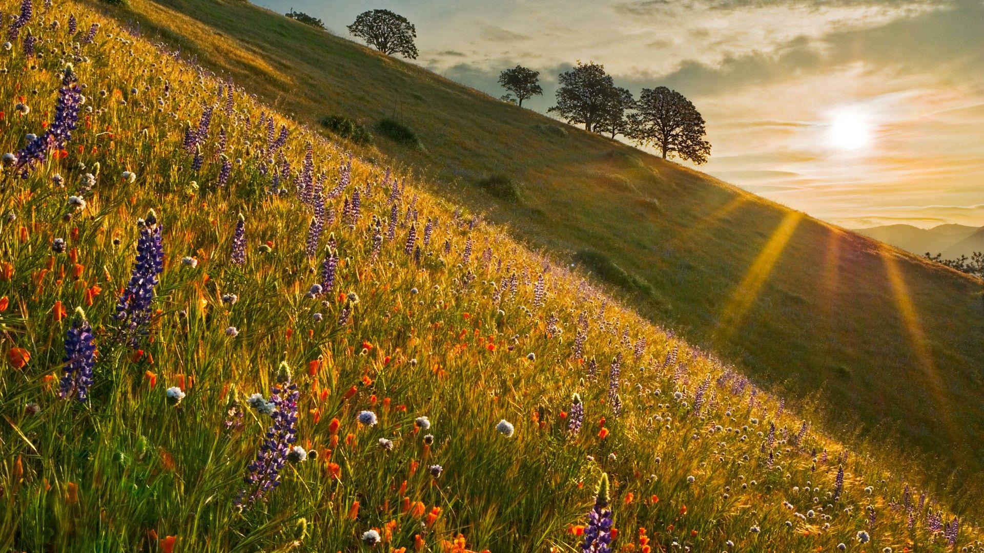 Spring Sunrise Wallpapers Top Free Spring Sunrise Backgrounds