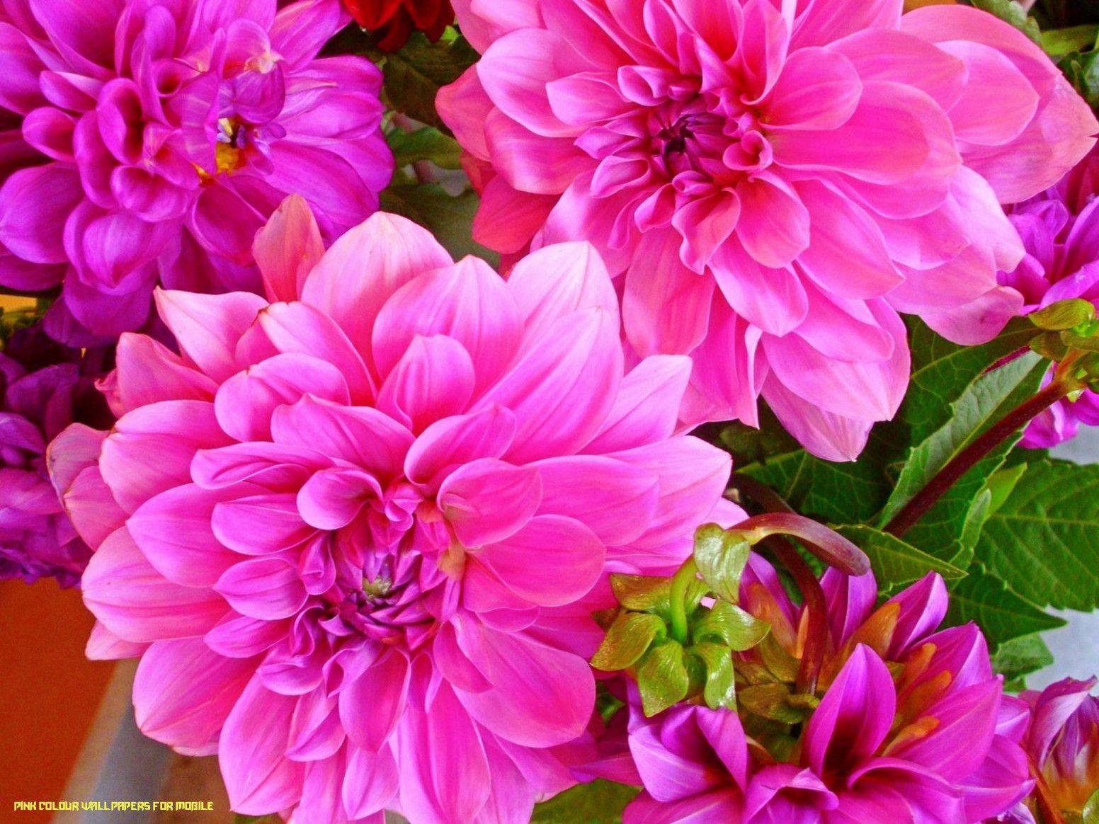 1552x1164 Plants Dahlia Flower Beautiful Pink Color 4k Wallpaper