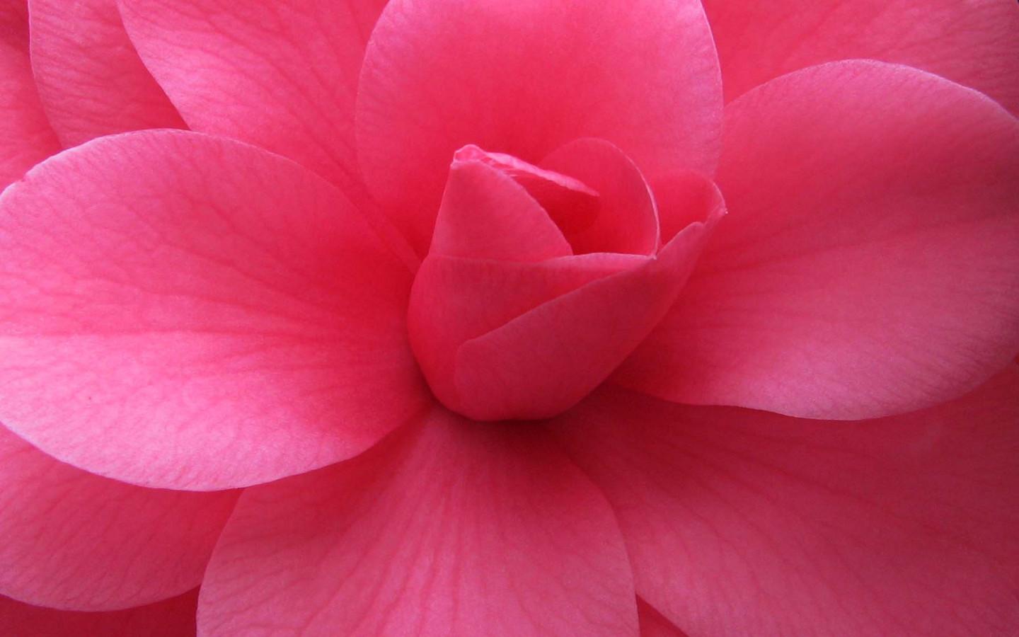 1440x900 Pretty Pink Wallpaper