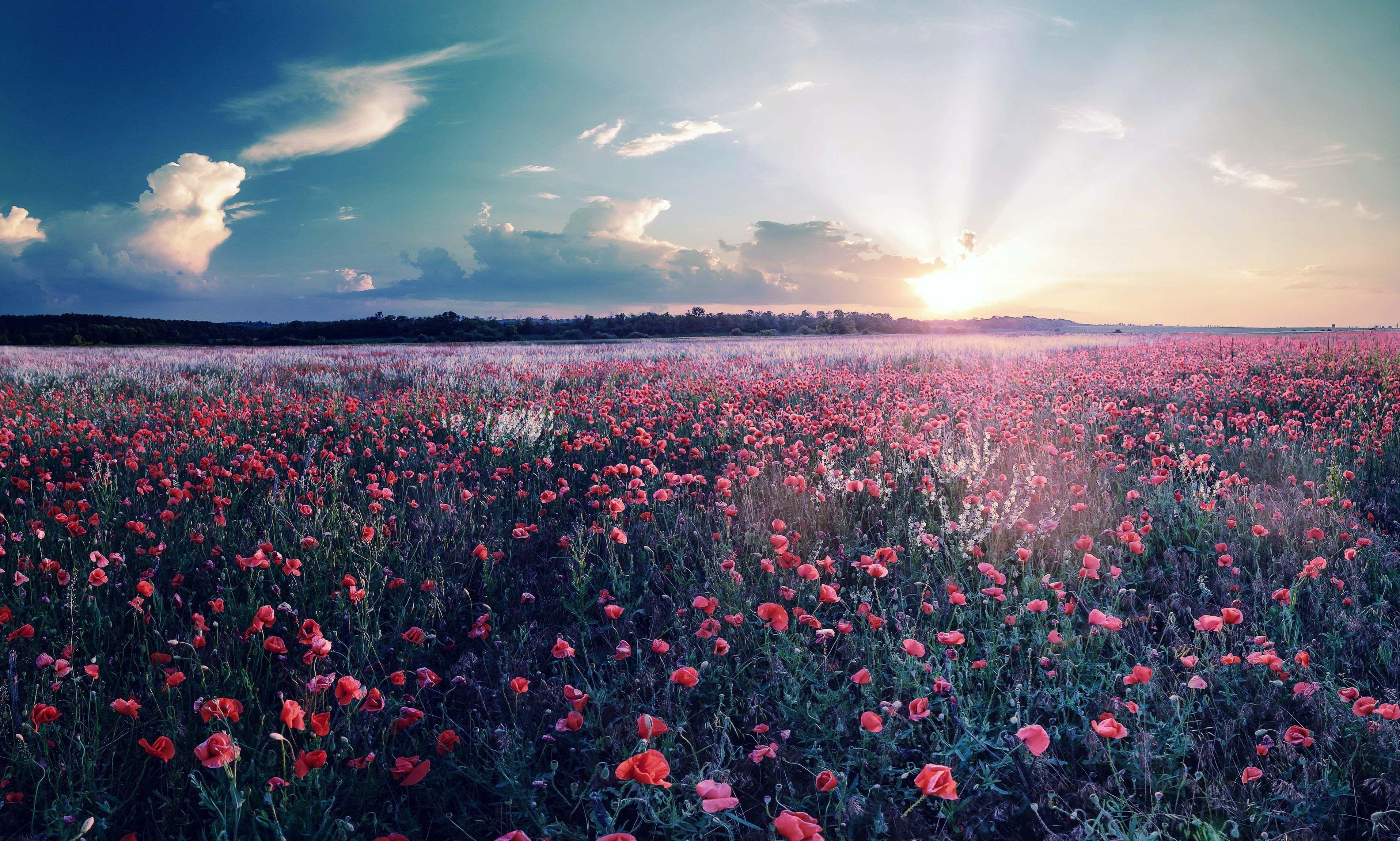 3831x2302 Sunrise Image With Flowers Beautiful Scenes HD. Sunset wallpaper