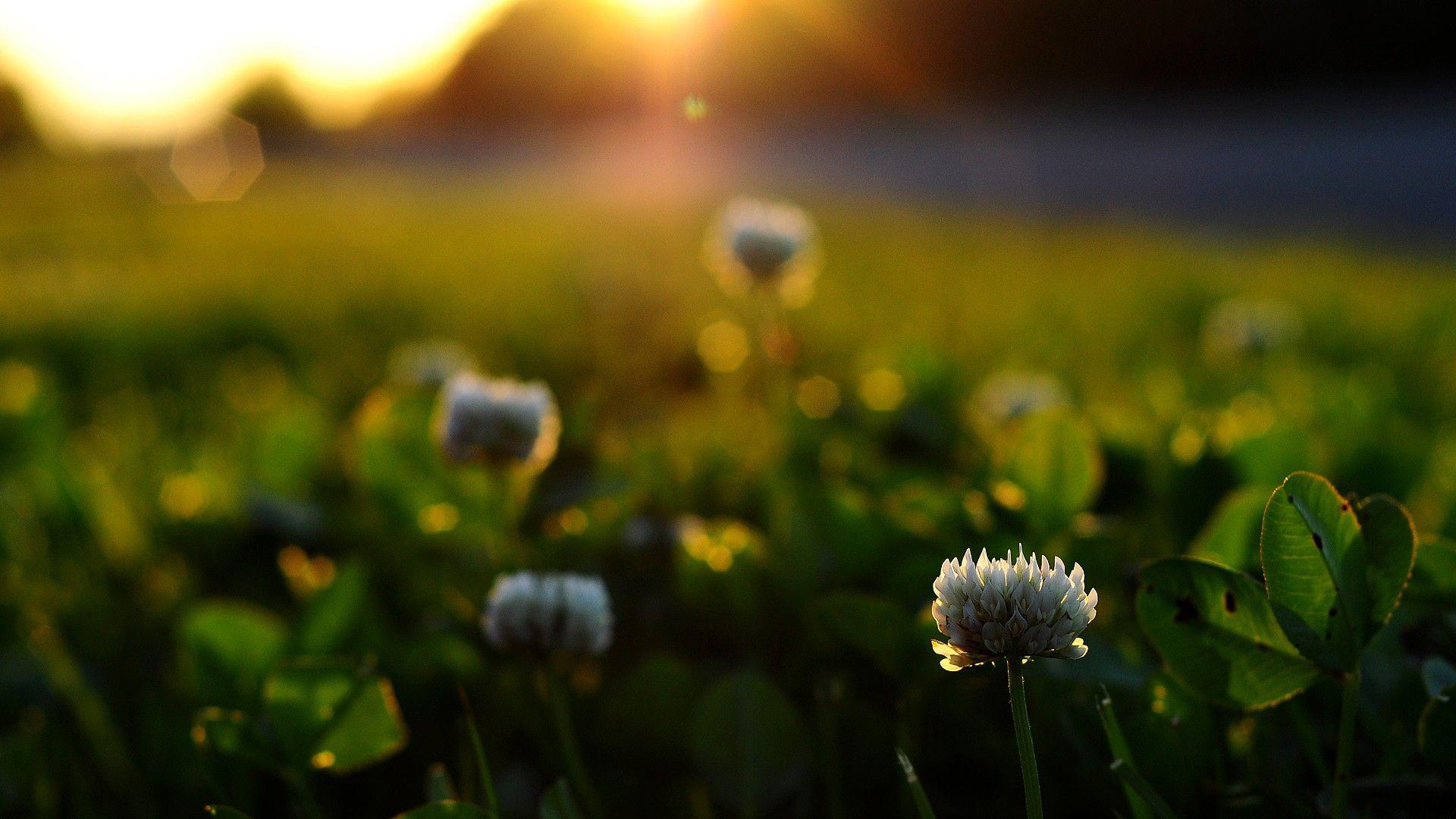 1920x1080 Wallpaper Background: Free HD Wallpaper for Mac and PC. I Like