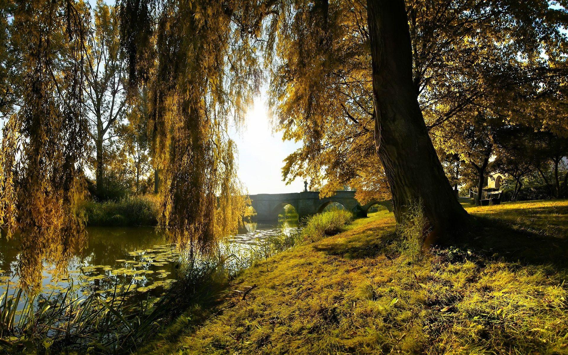 1920x1200 Willow Wallpaper for Desktop. Willow
