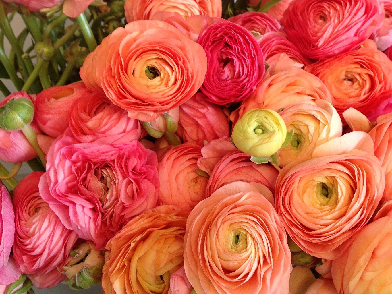 Ranunculus Wallpapers - Top Free Ranunculus Backgrounds - WallpaperAccess