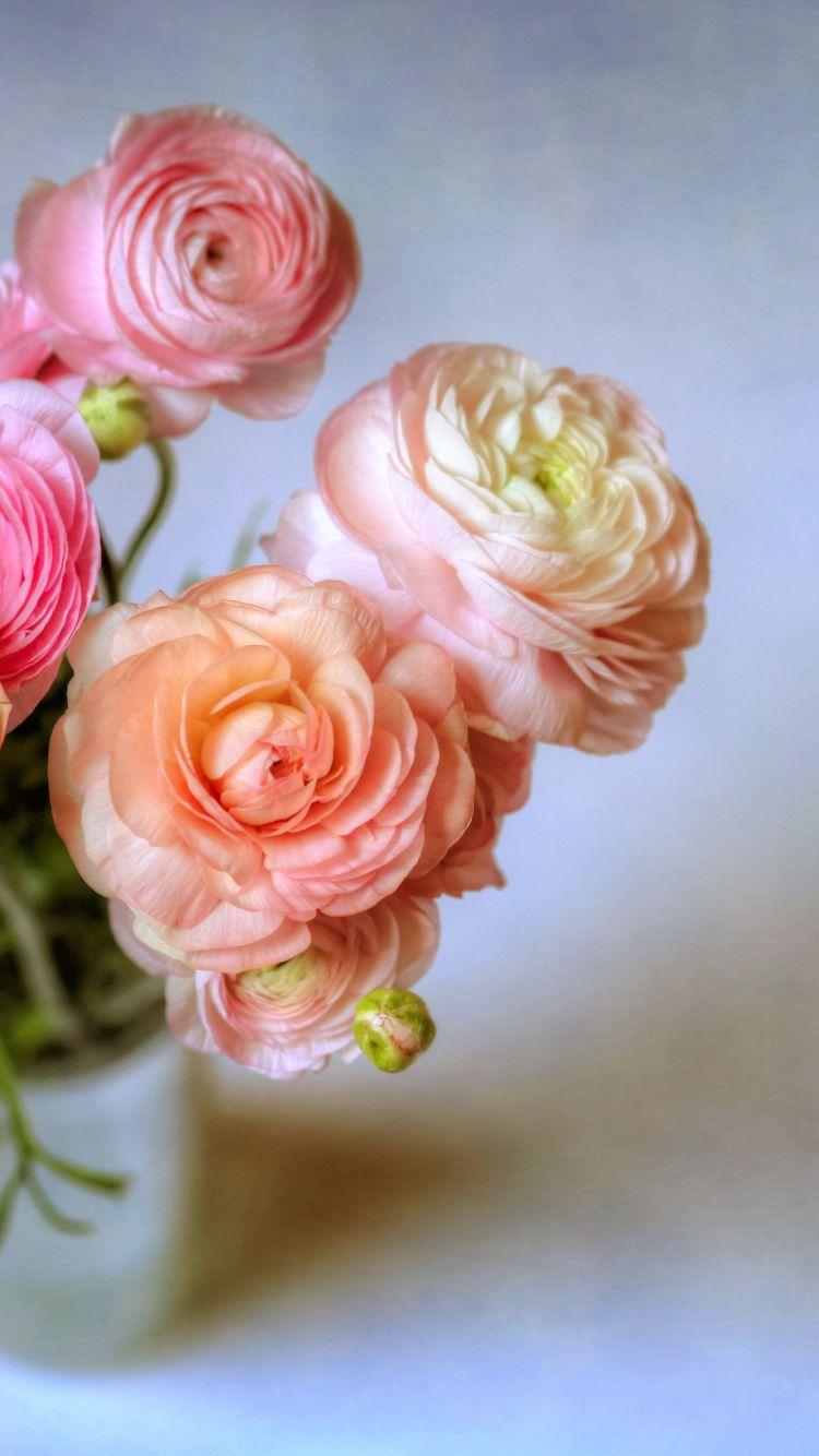 Ranunculus Wallpapers - Top Free Ranunculus Backgrounds - WallpaperAccess