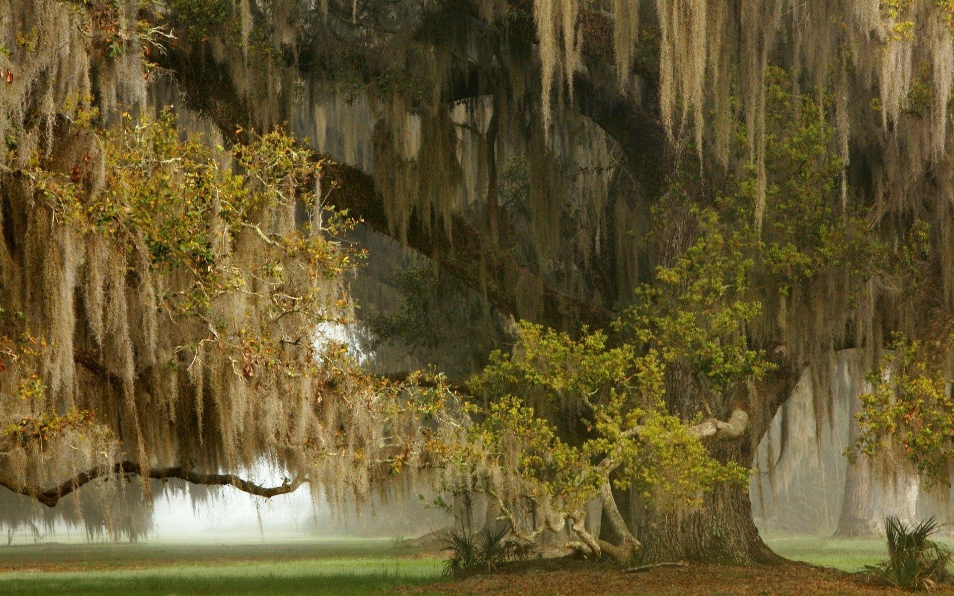 1920x1200 Weeping Willow Background. Willow Wallpaper, Willow Smith Wallpaper and Willow Tree Wallpaper