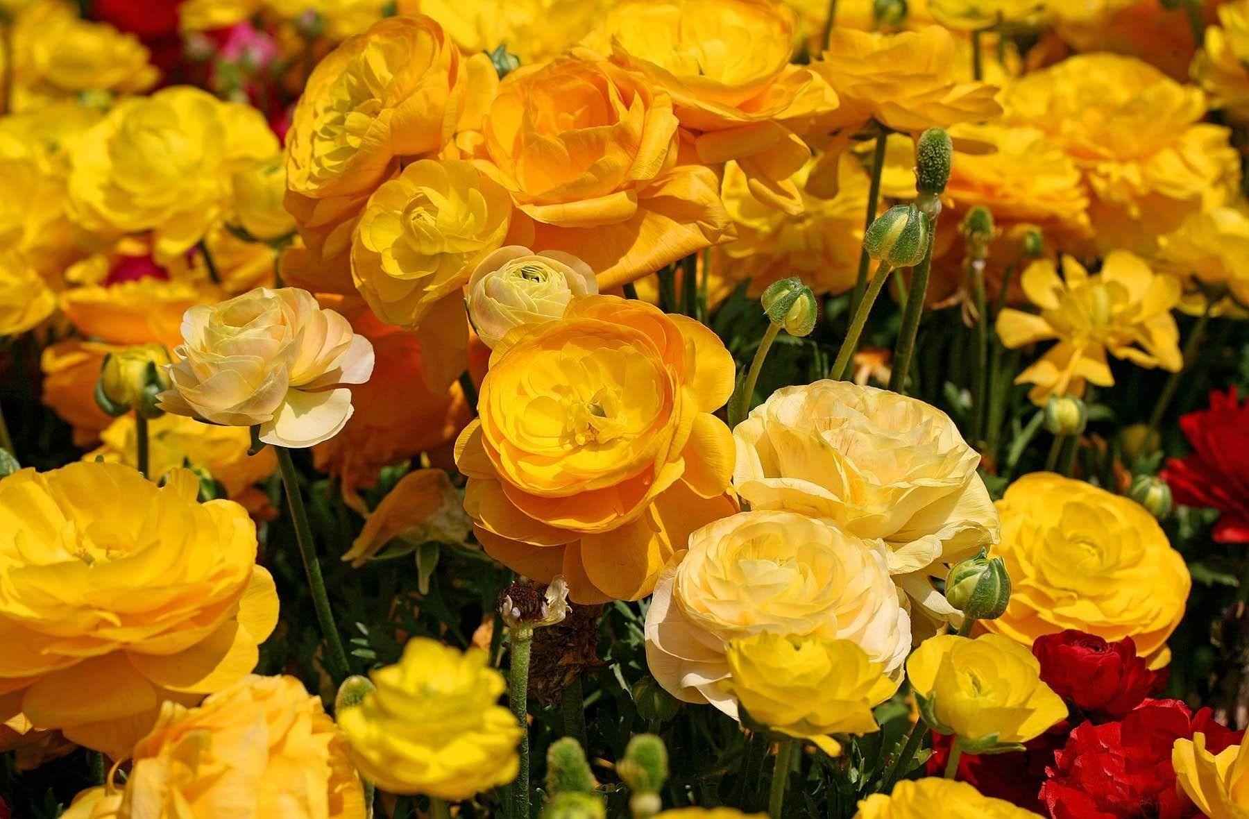 Ranunculus Wallpapers - Top Free Ranunculus Backgrounds - WallpaperAccess