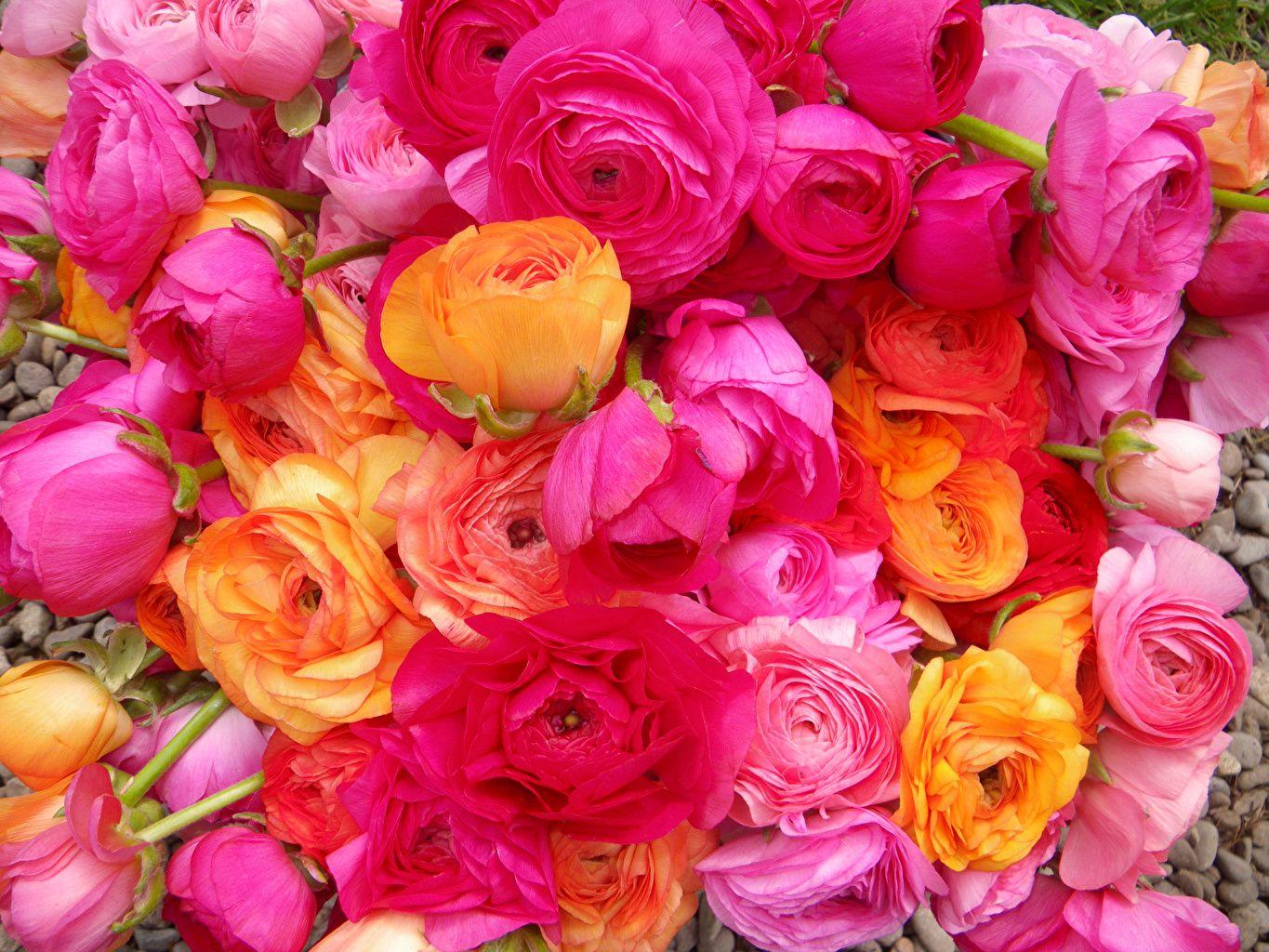 Ranunculus Wallpapers - Top Free Ranunculus Backgrounds - WallpaperAccess