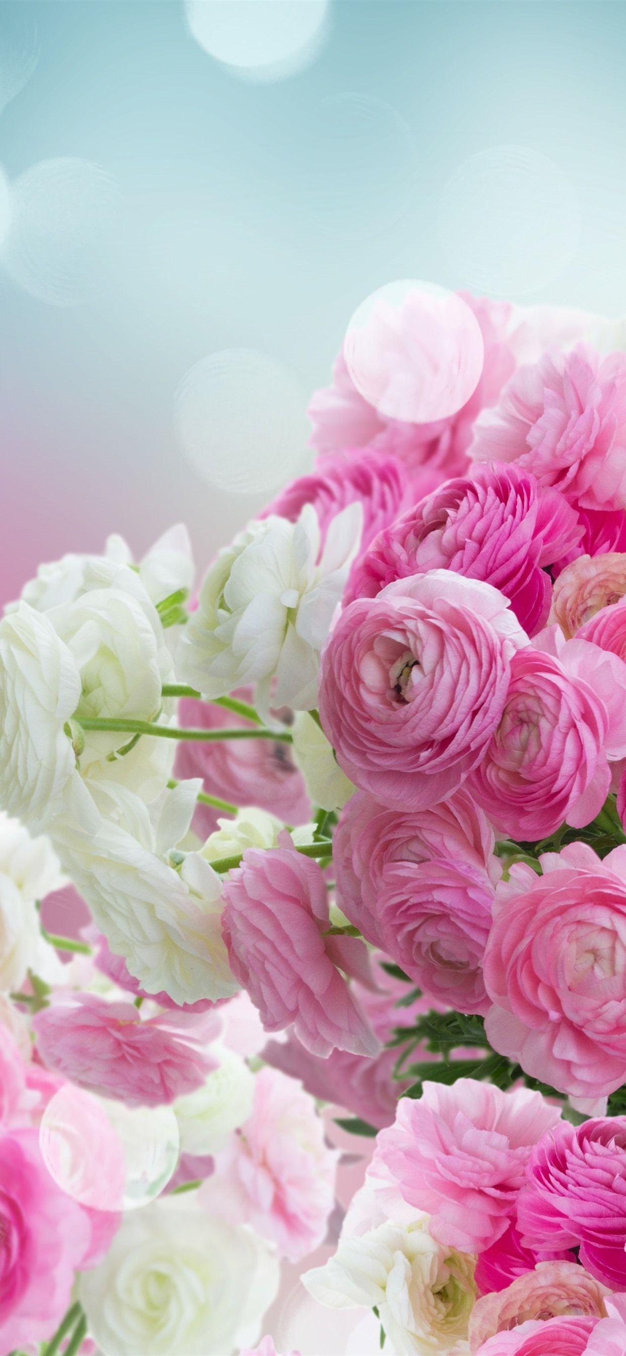 Ranunculus Wallpapers - Top Free Ranunculus Backgrounds - WallpaperAccess